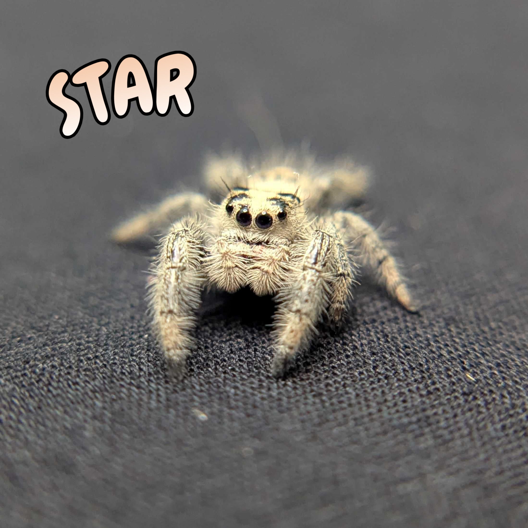 Regal Jumping Spider "Star"