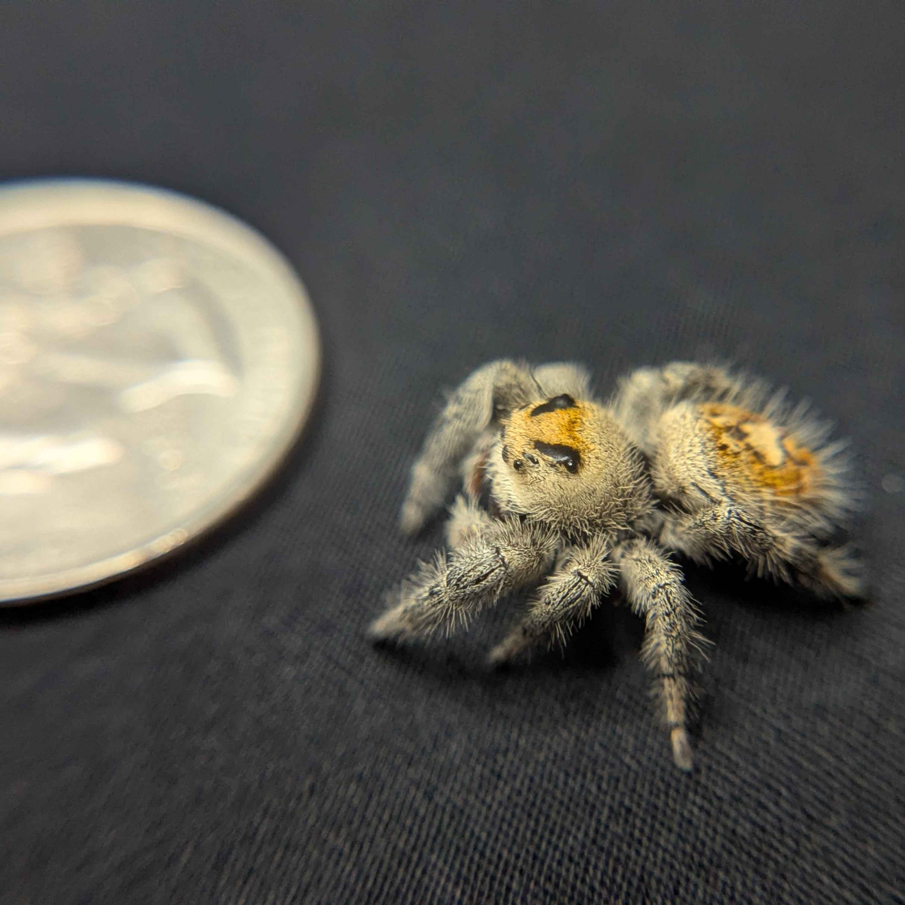 Regal Jumping Spider "Mango"