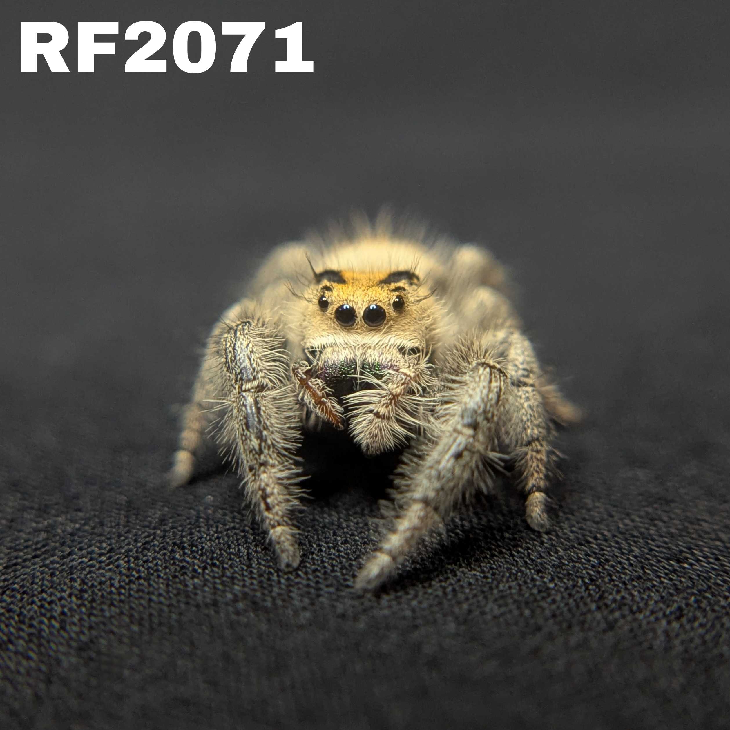 Regal Jumping Spider "Mango"