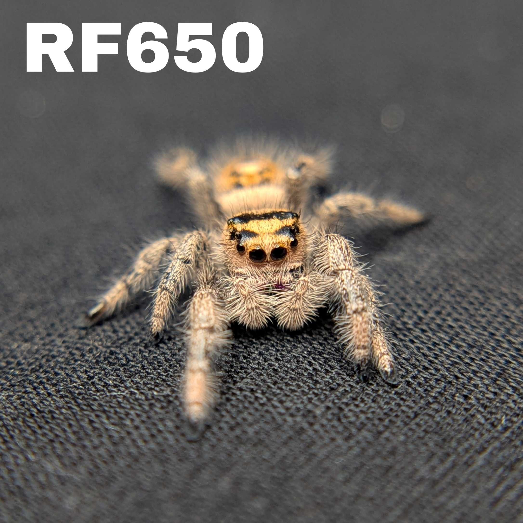 Regal Jumping Spider "Dreamcicle"
