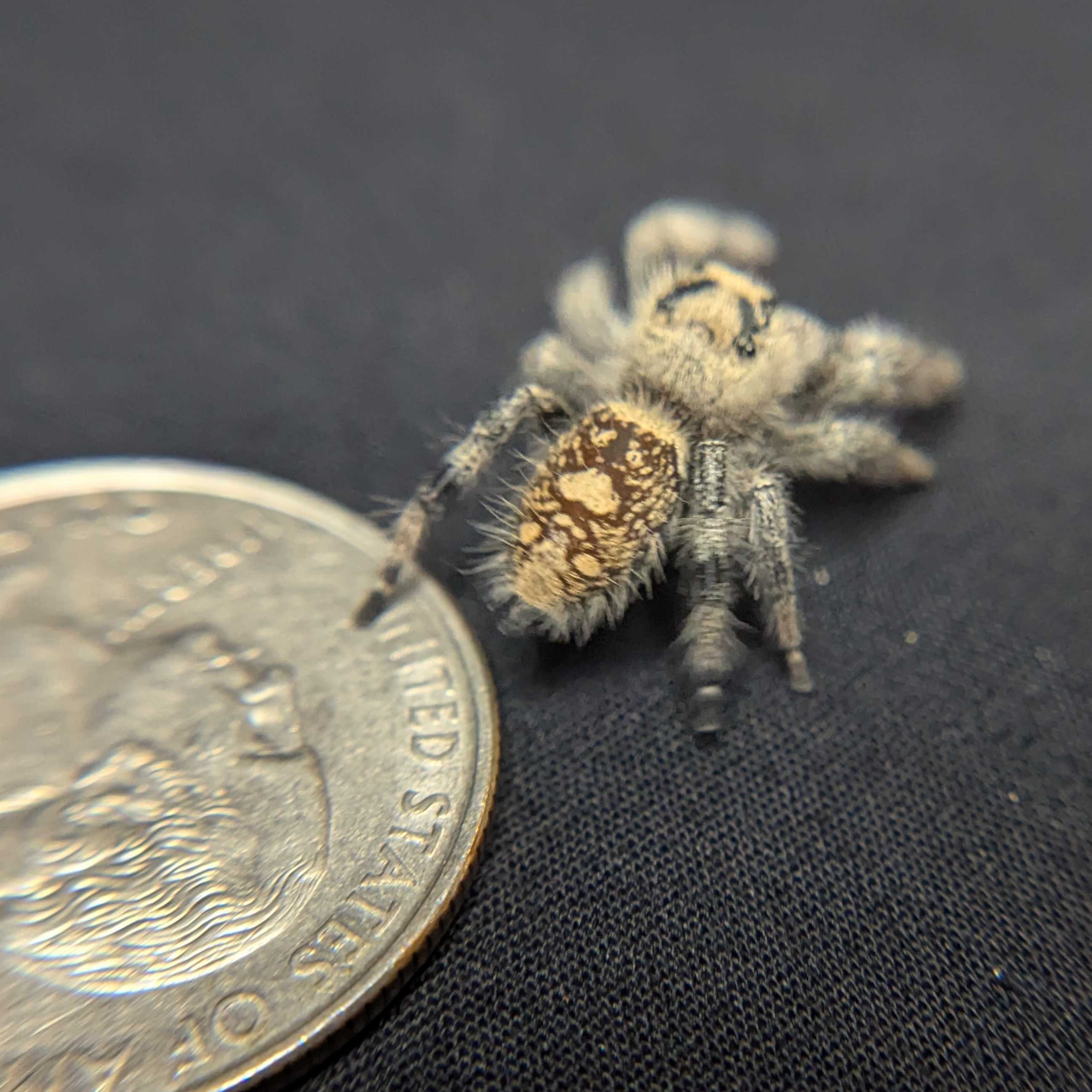 Regal Jumping Spider "Grape"