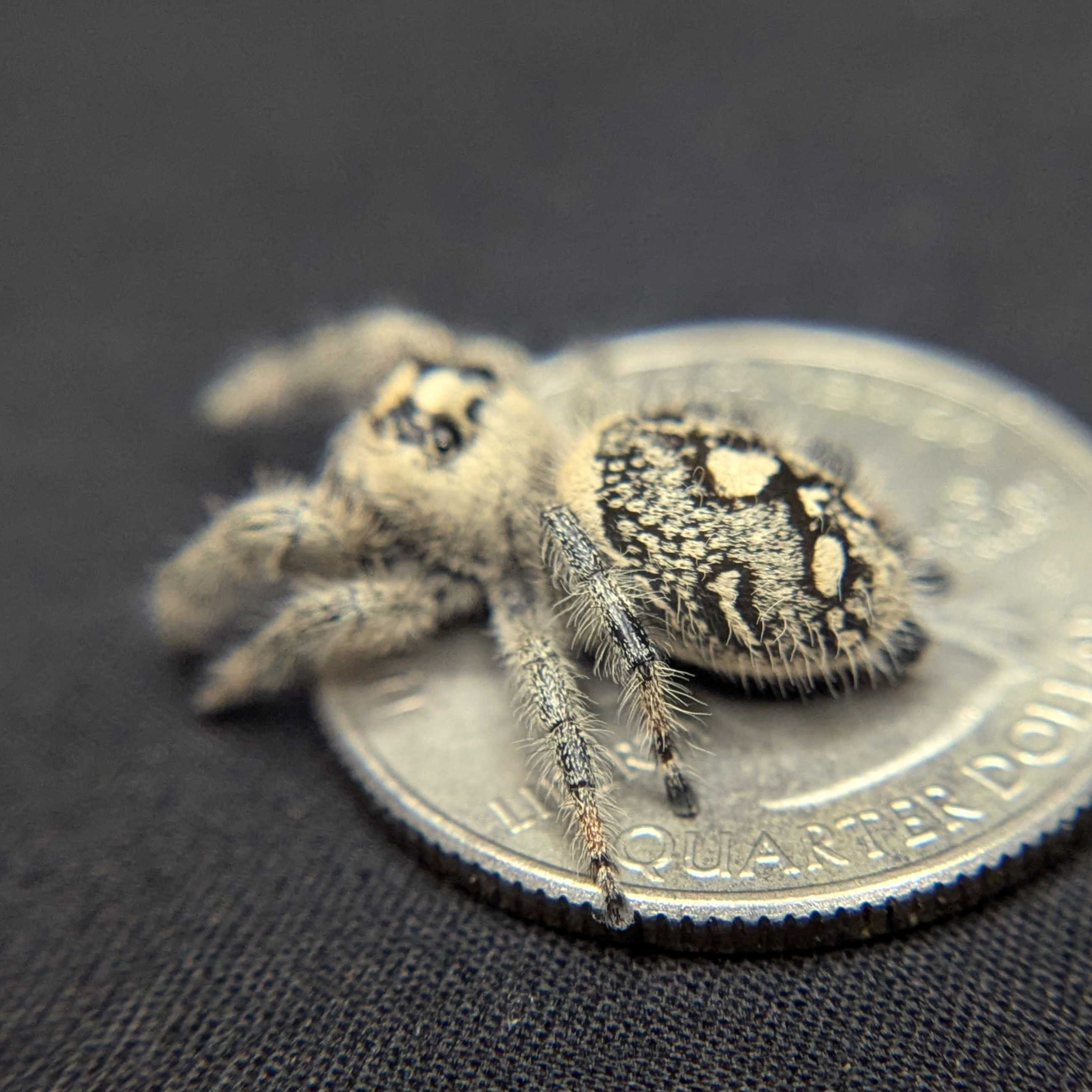 Regal Jumping Spider “Purple”