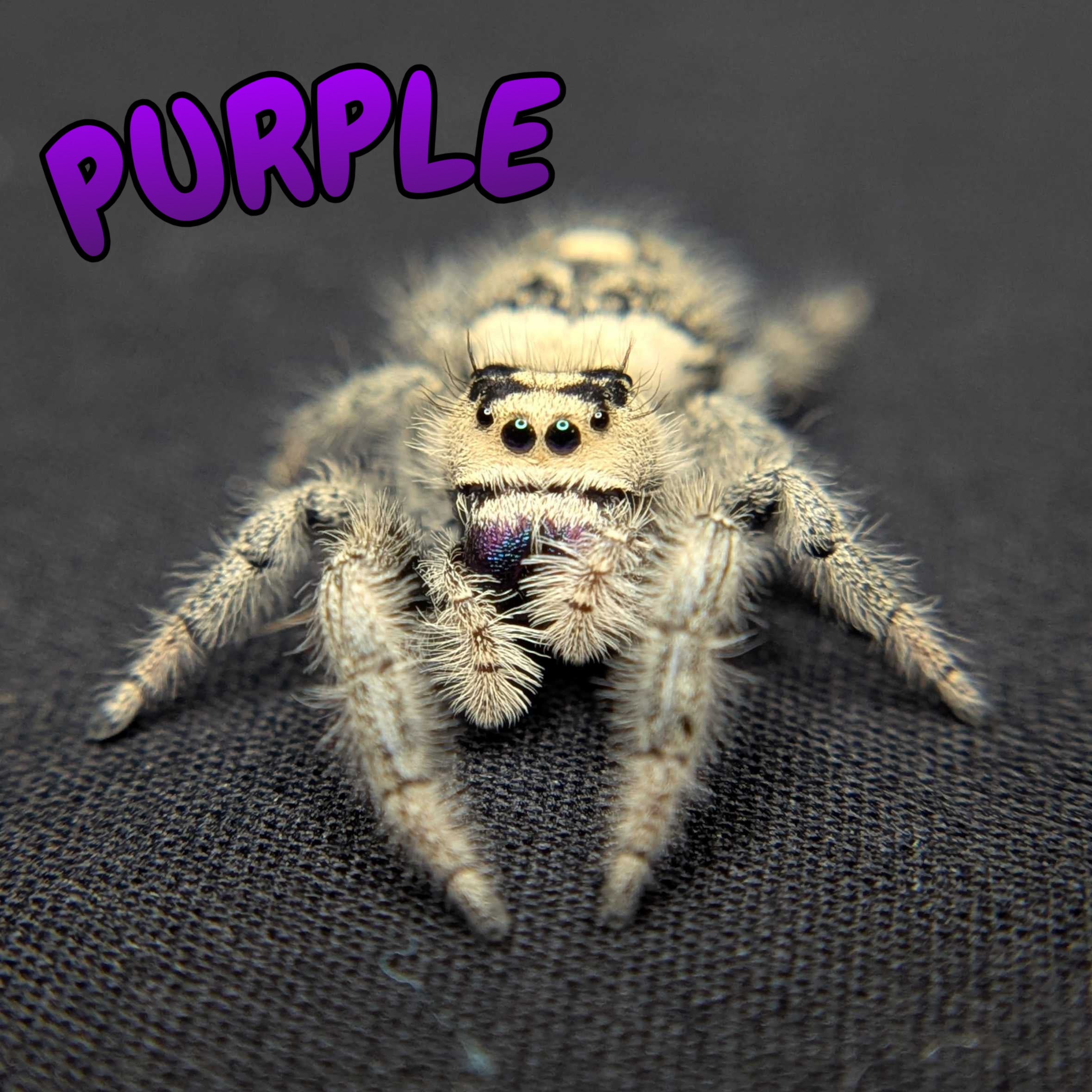 Regal Jumping Spider “Purple”