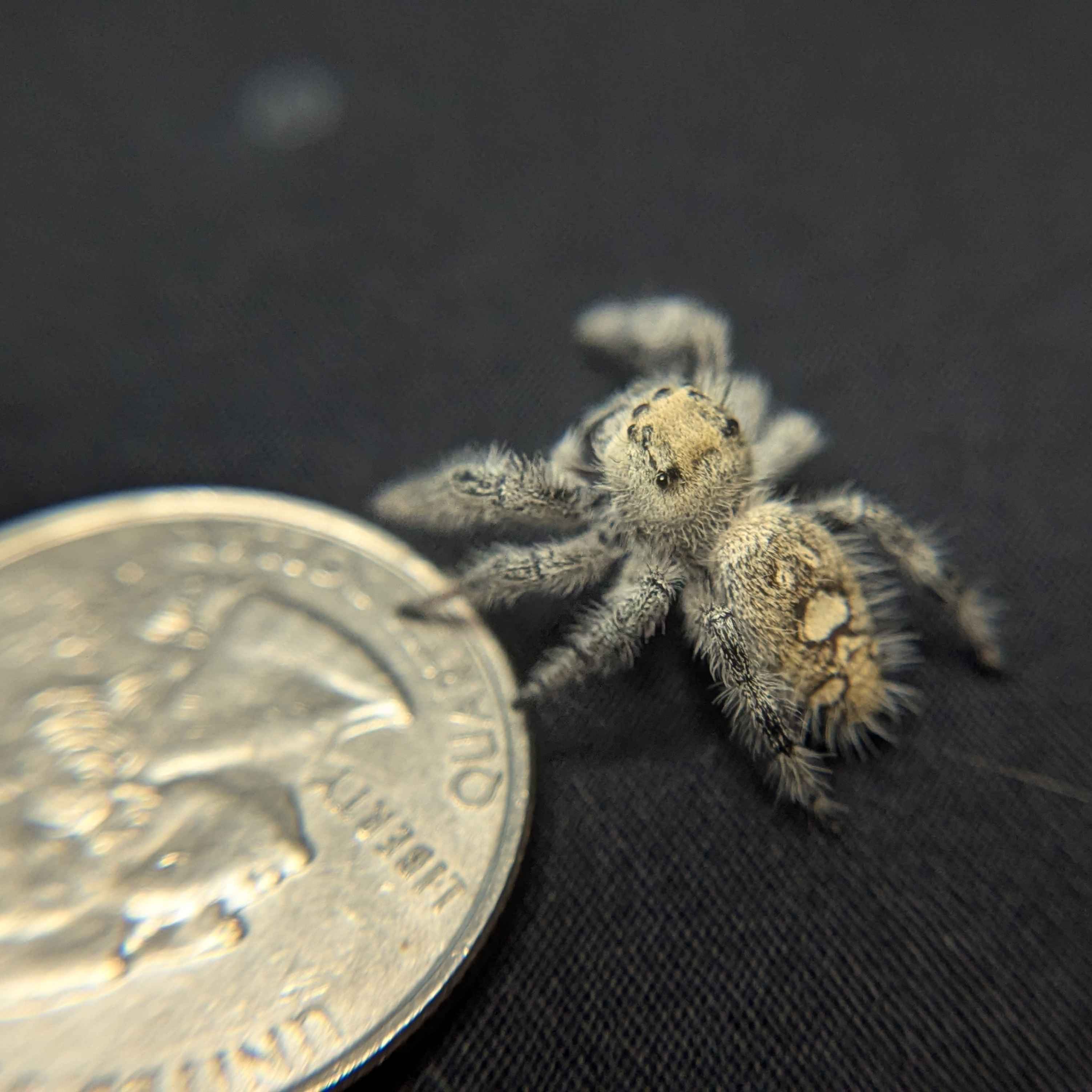 Regal Jumping Spider "Manzana"