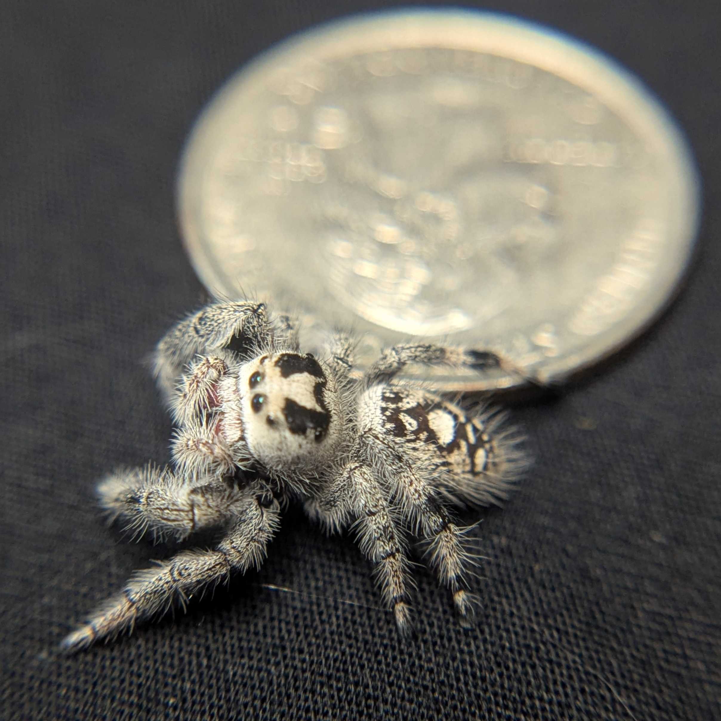 Regal Jumping Spider “Sterling”
