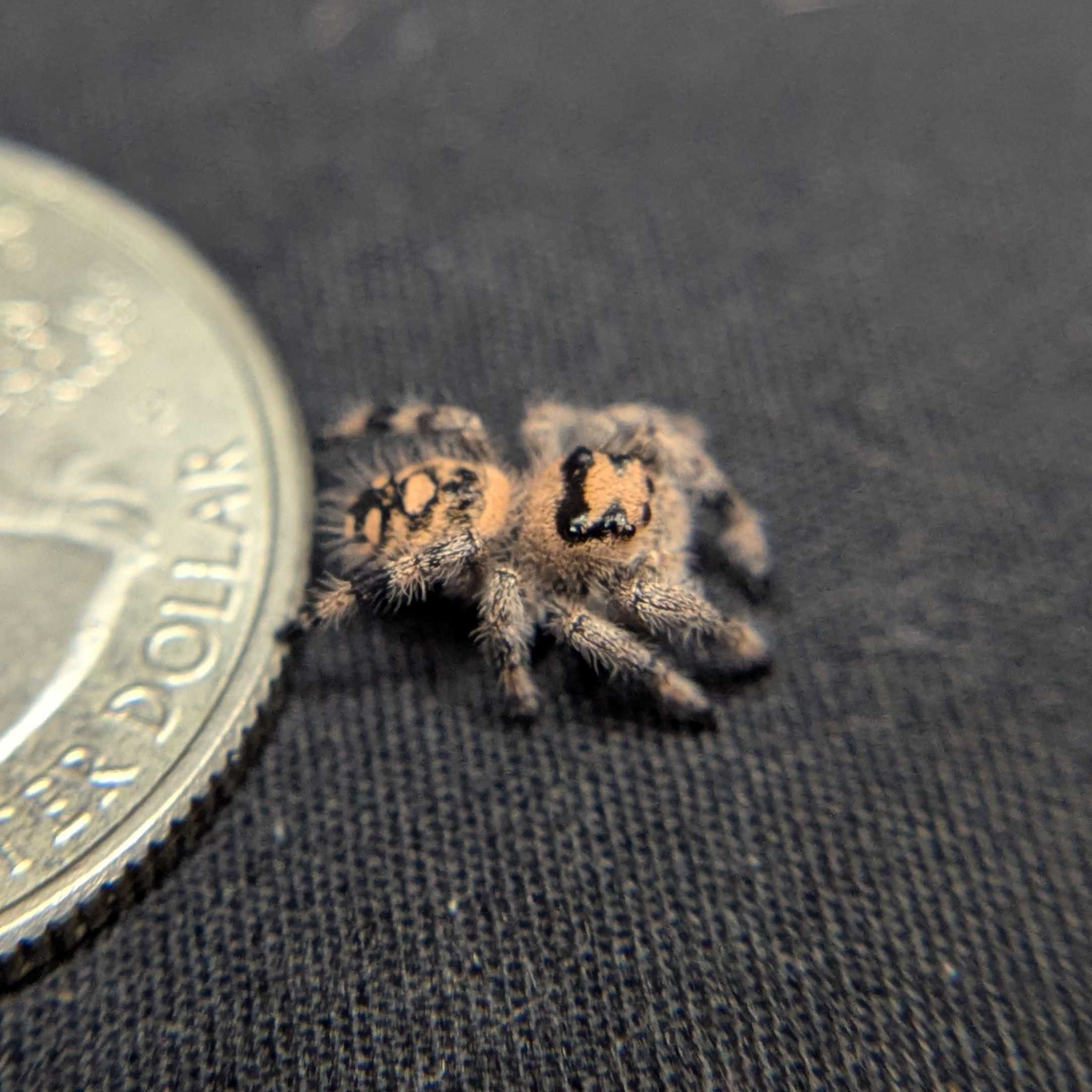 Regal Jumping Spider "Honey"