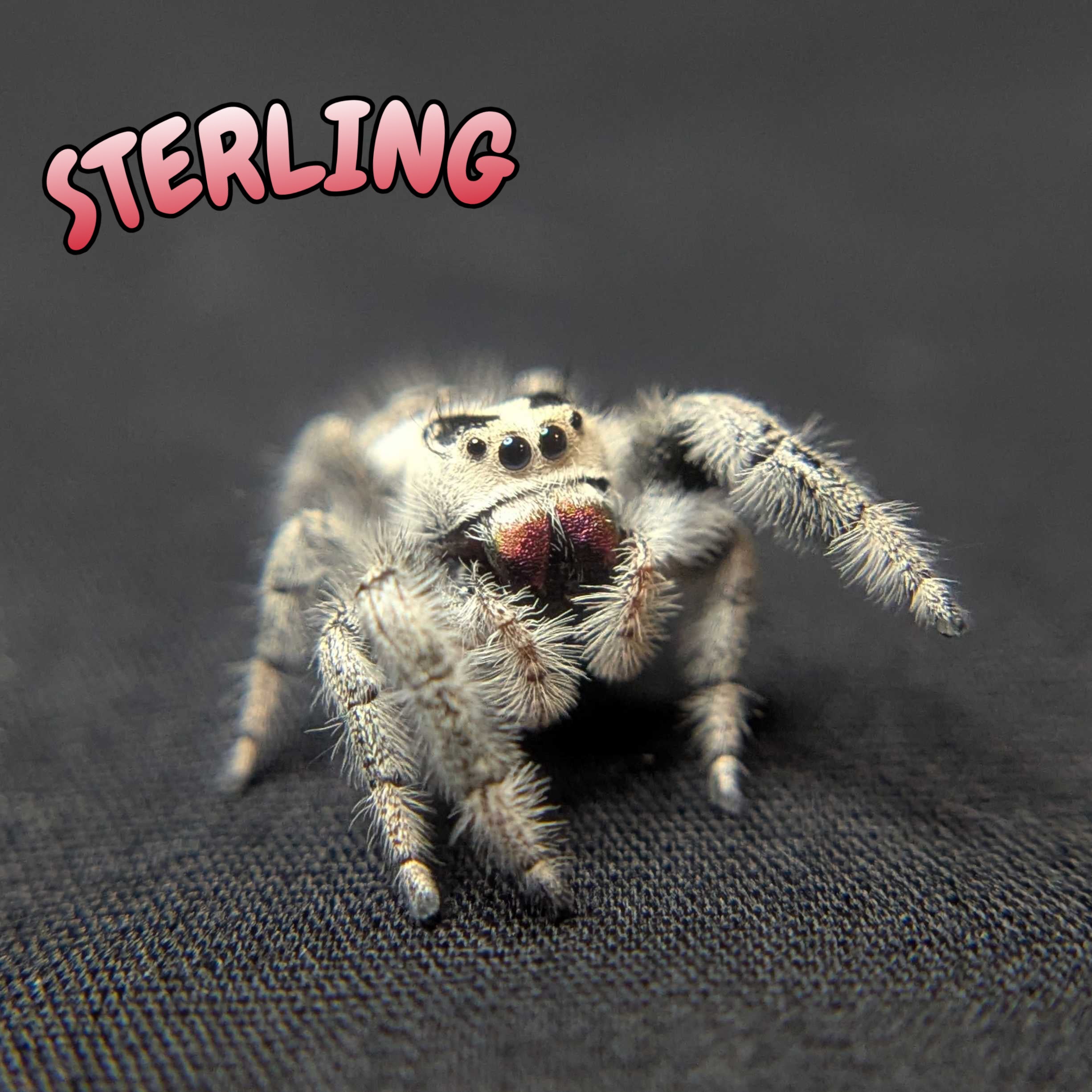 Regal Jumping Spider “Sterling”