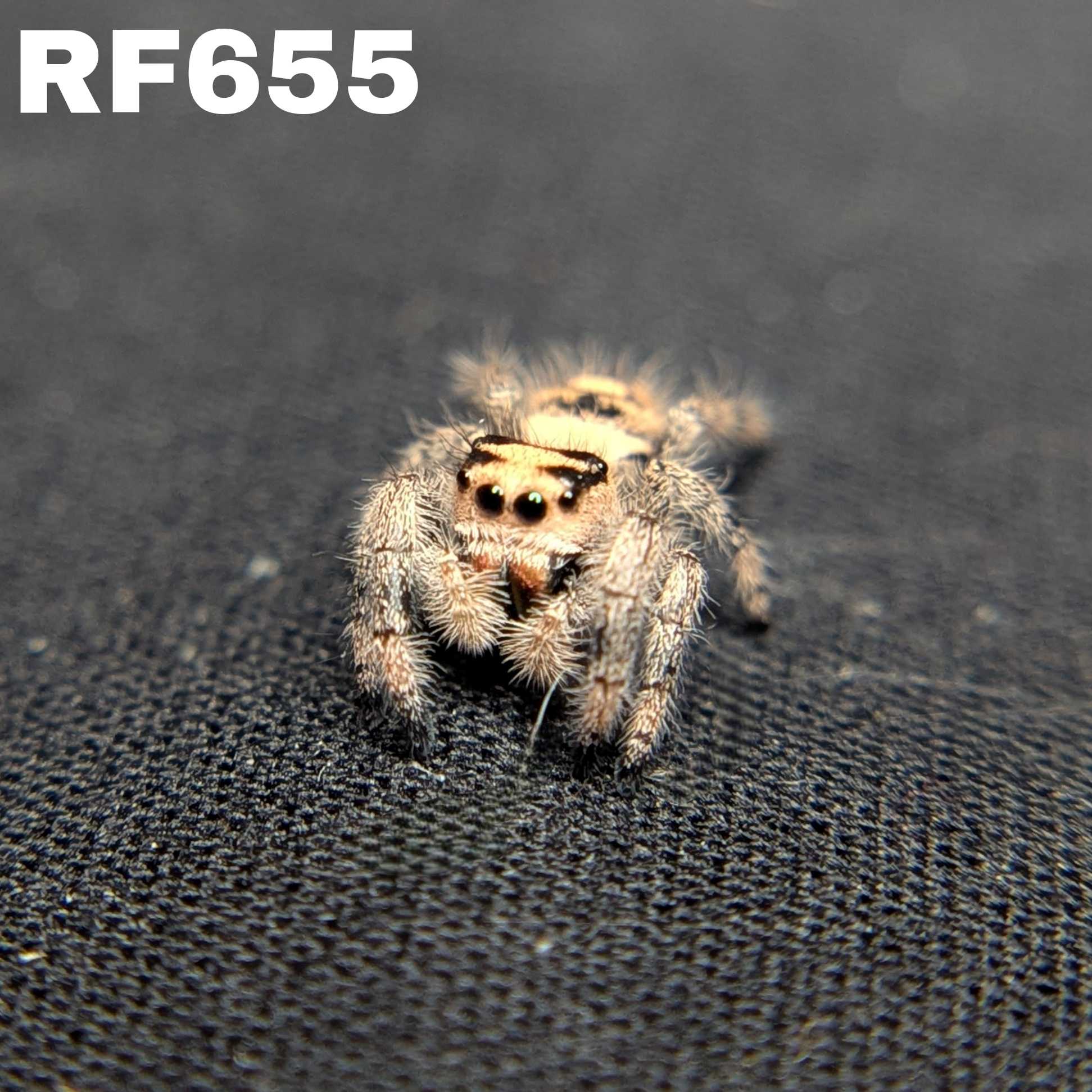 Regal Jumping Spider "Honey"