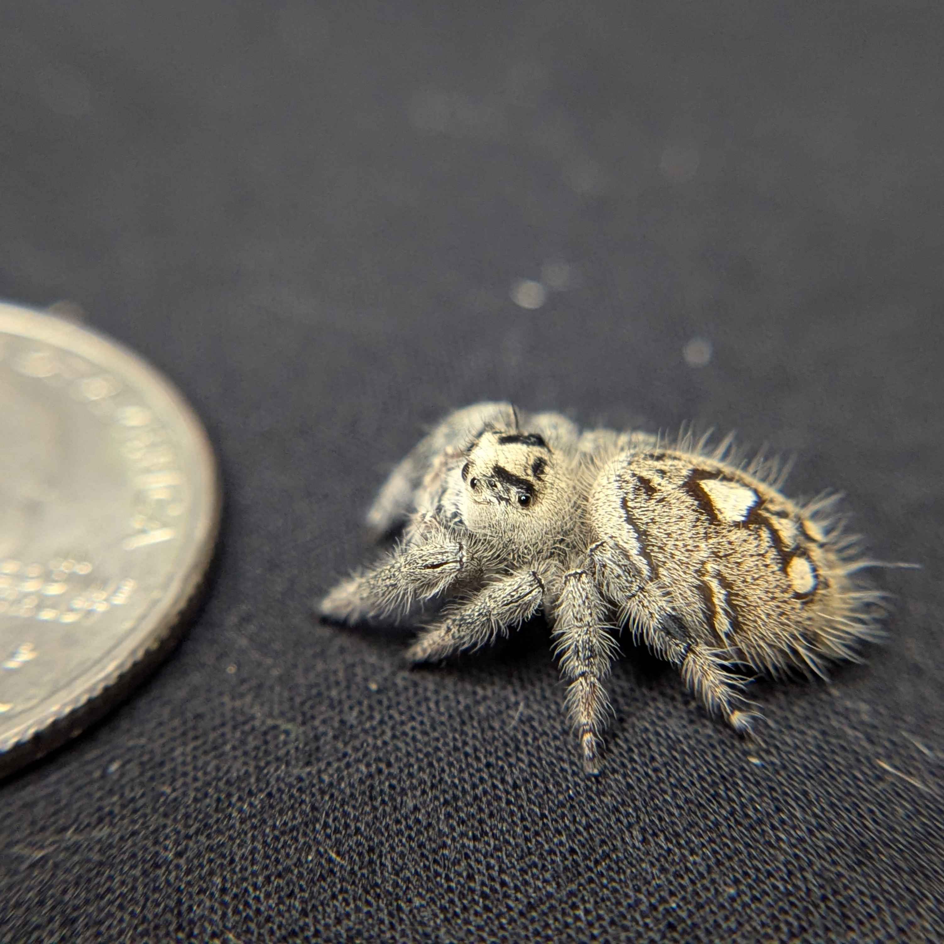Regal Jumping Spider "Sugar"