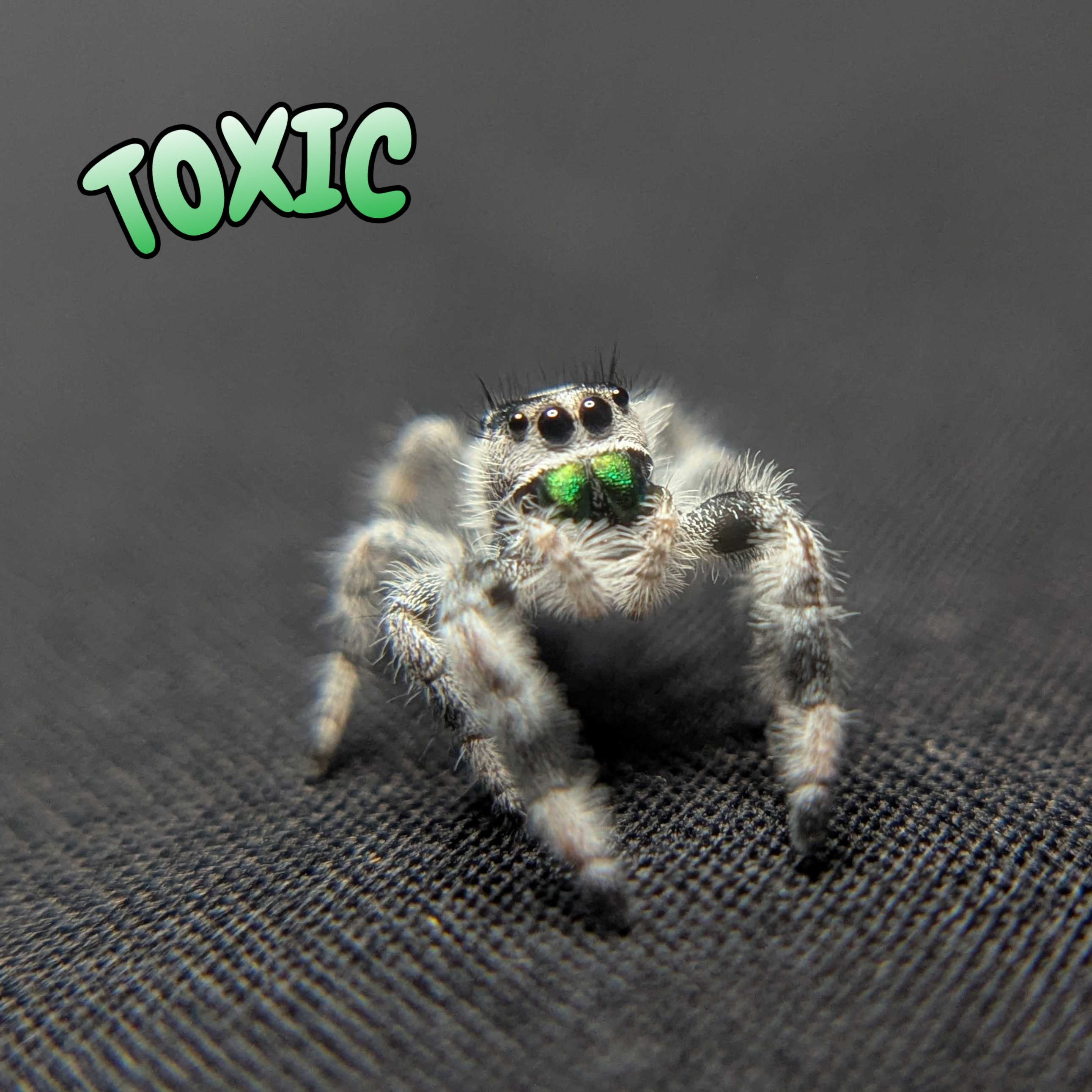 Regal Jumping Spider "Toxic" (High White)