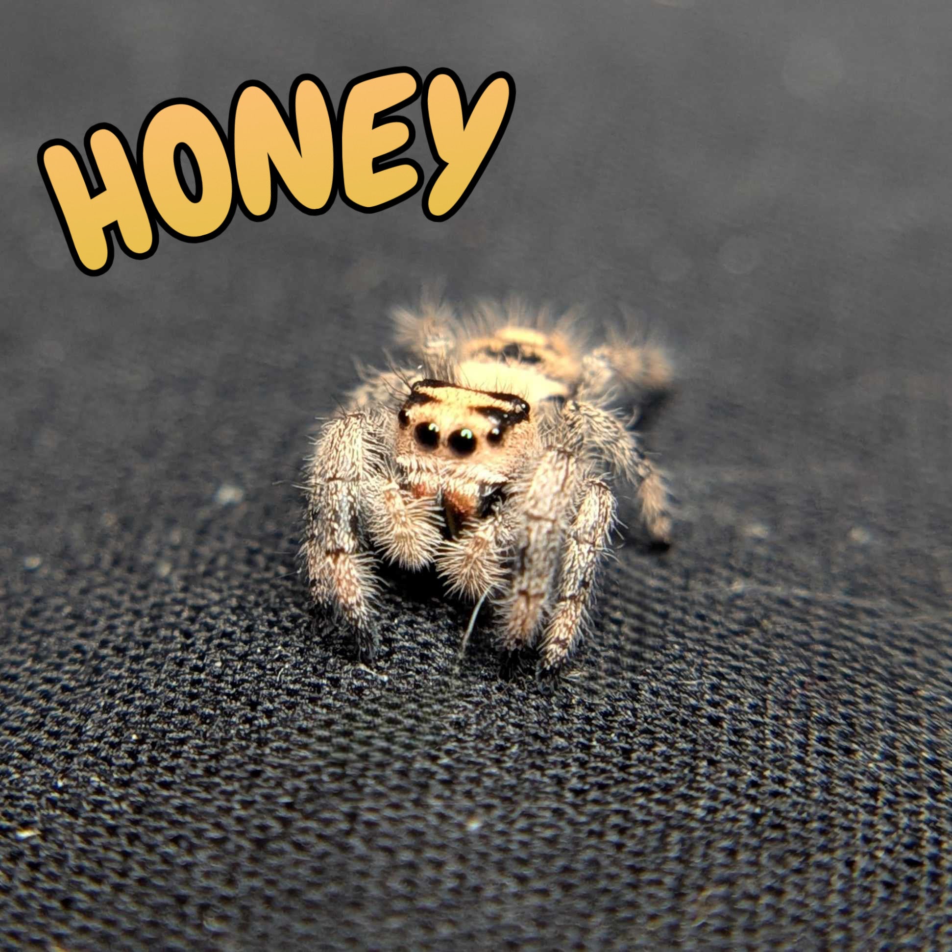 Regal Jumping Spider "Honey"
