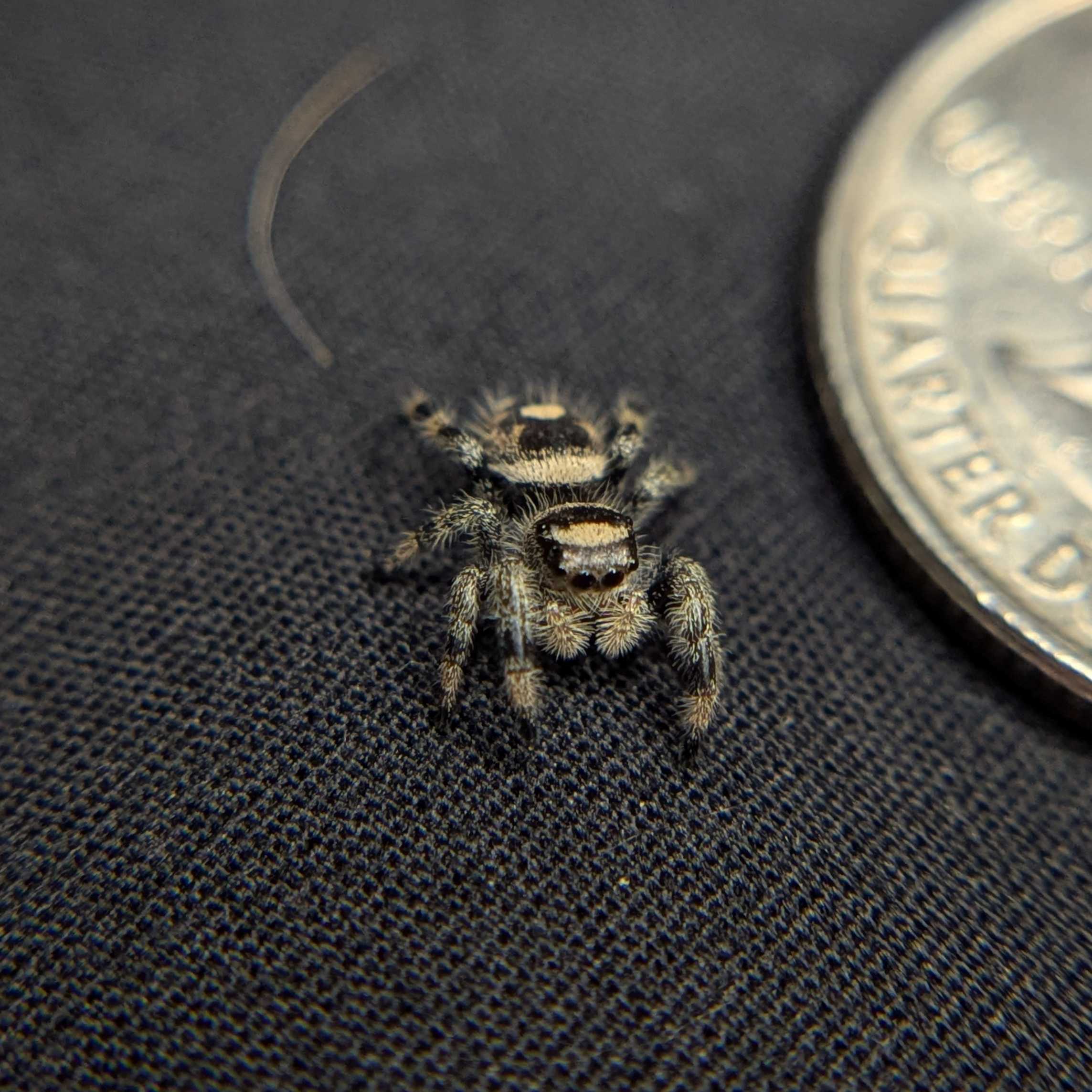 Regal Jumping Spider "Almond"