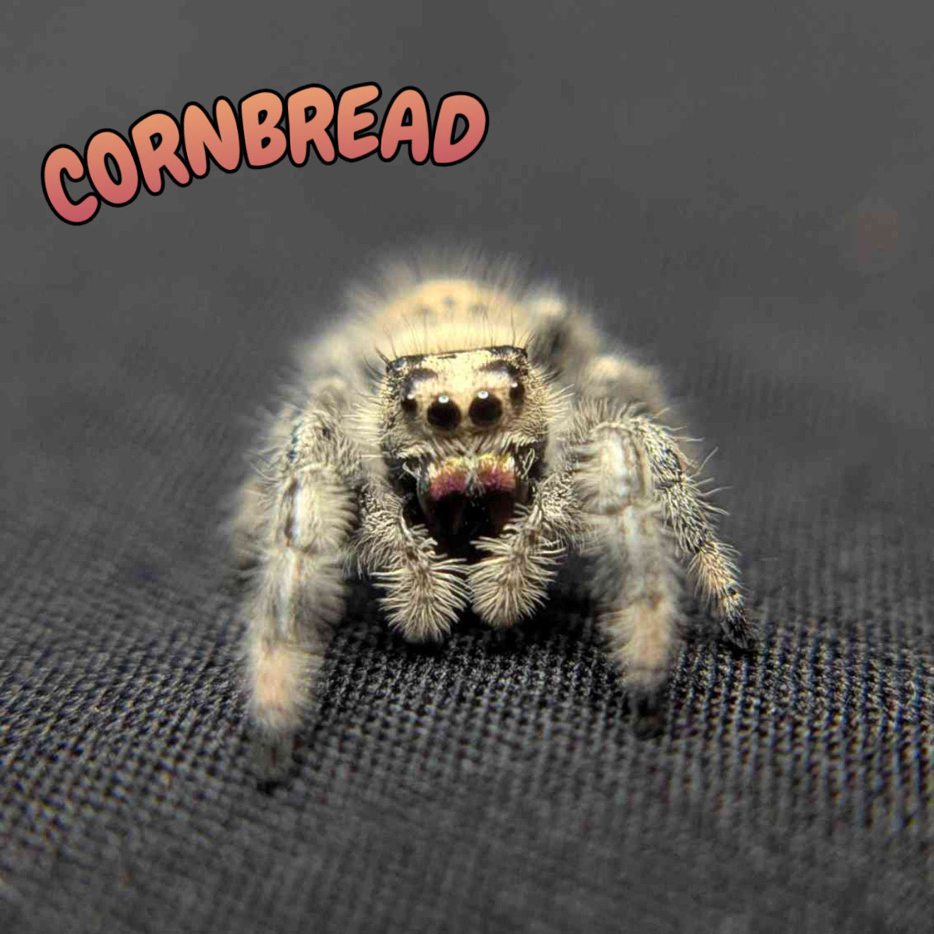 Regal Jumping Spider "Cornbread"
