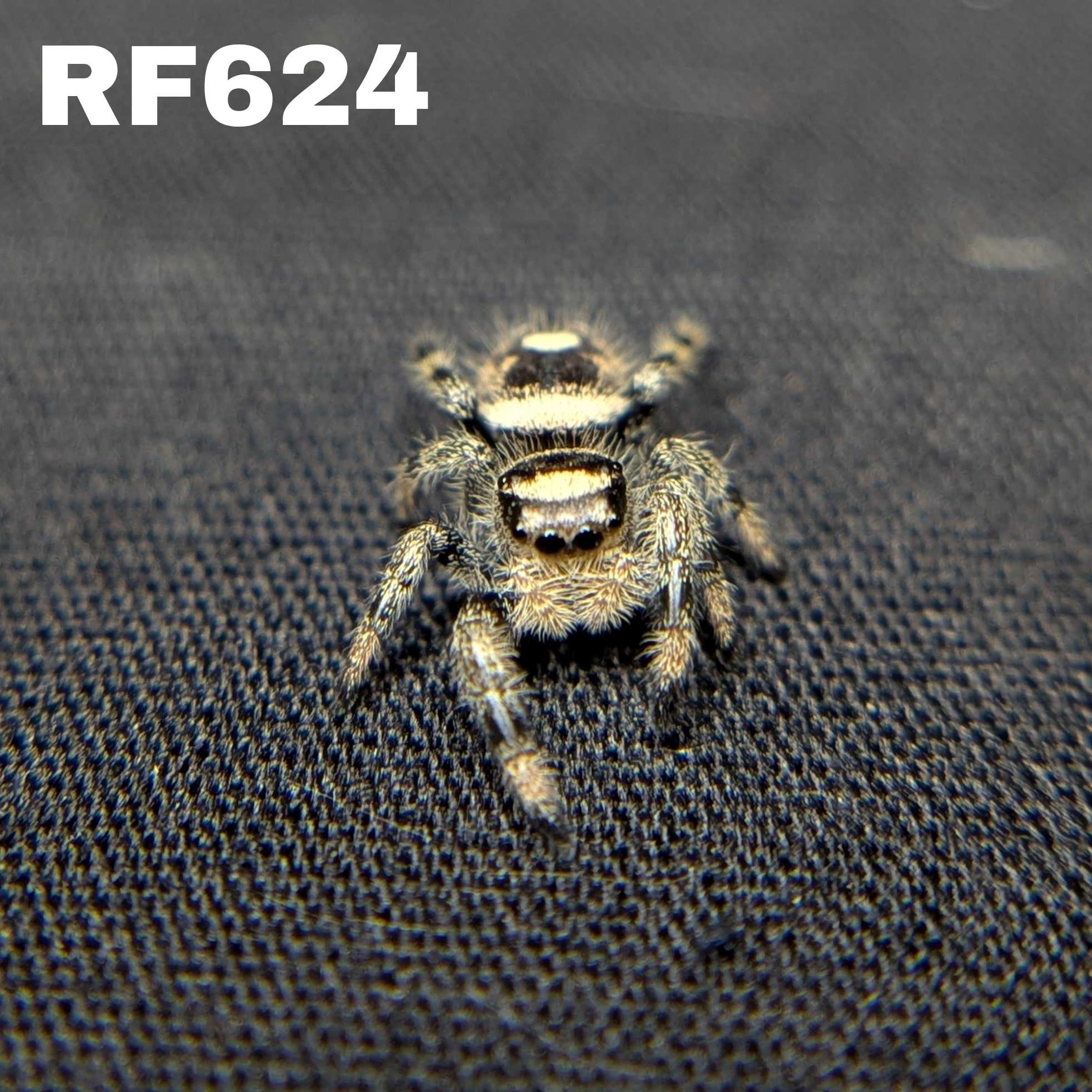 Regal Jumping Spider "Almond"