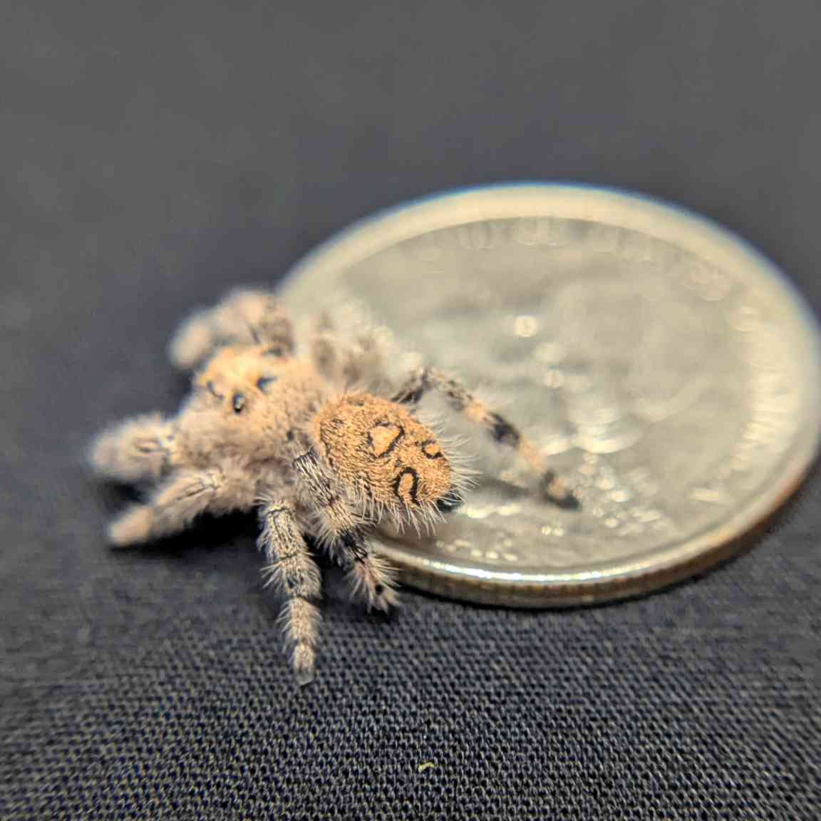 Regal Jumping Spider "Angel"