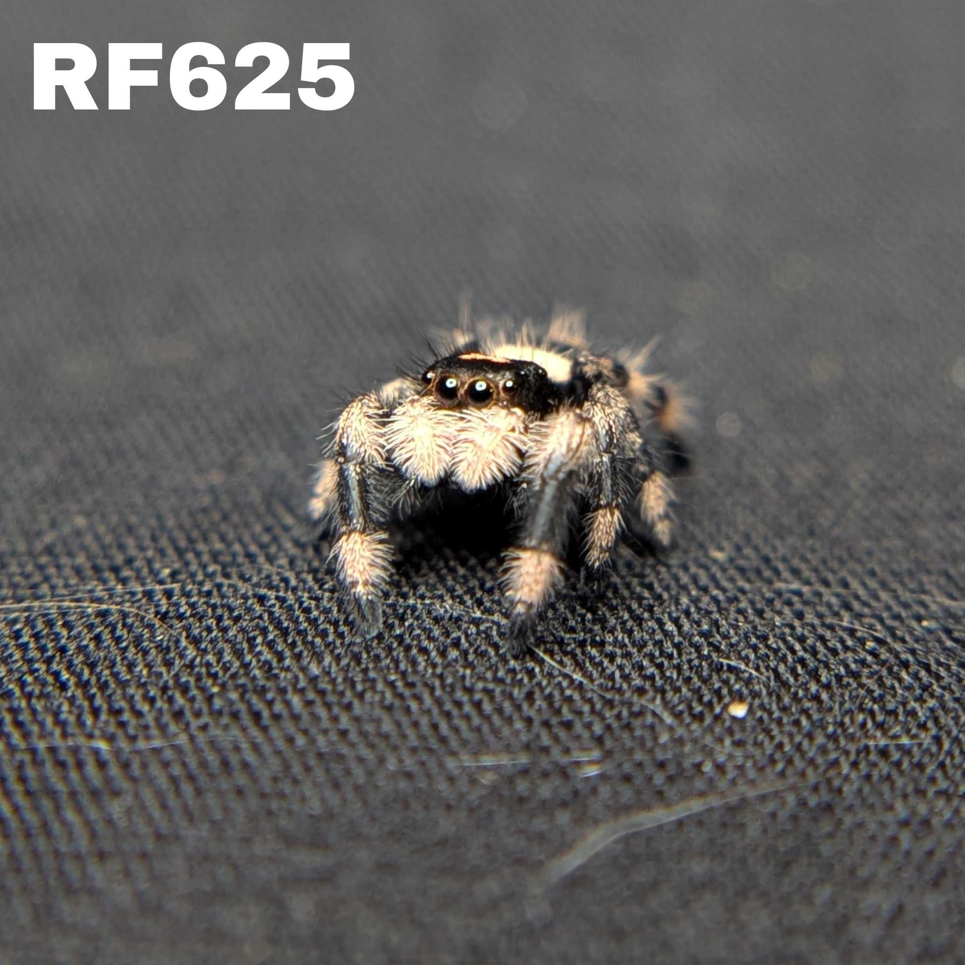 Regal Jumping Spider "Sundae"