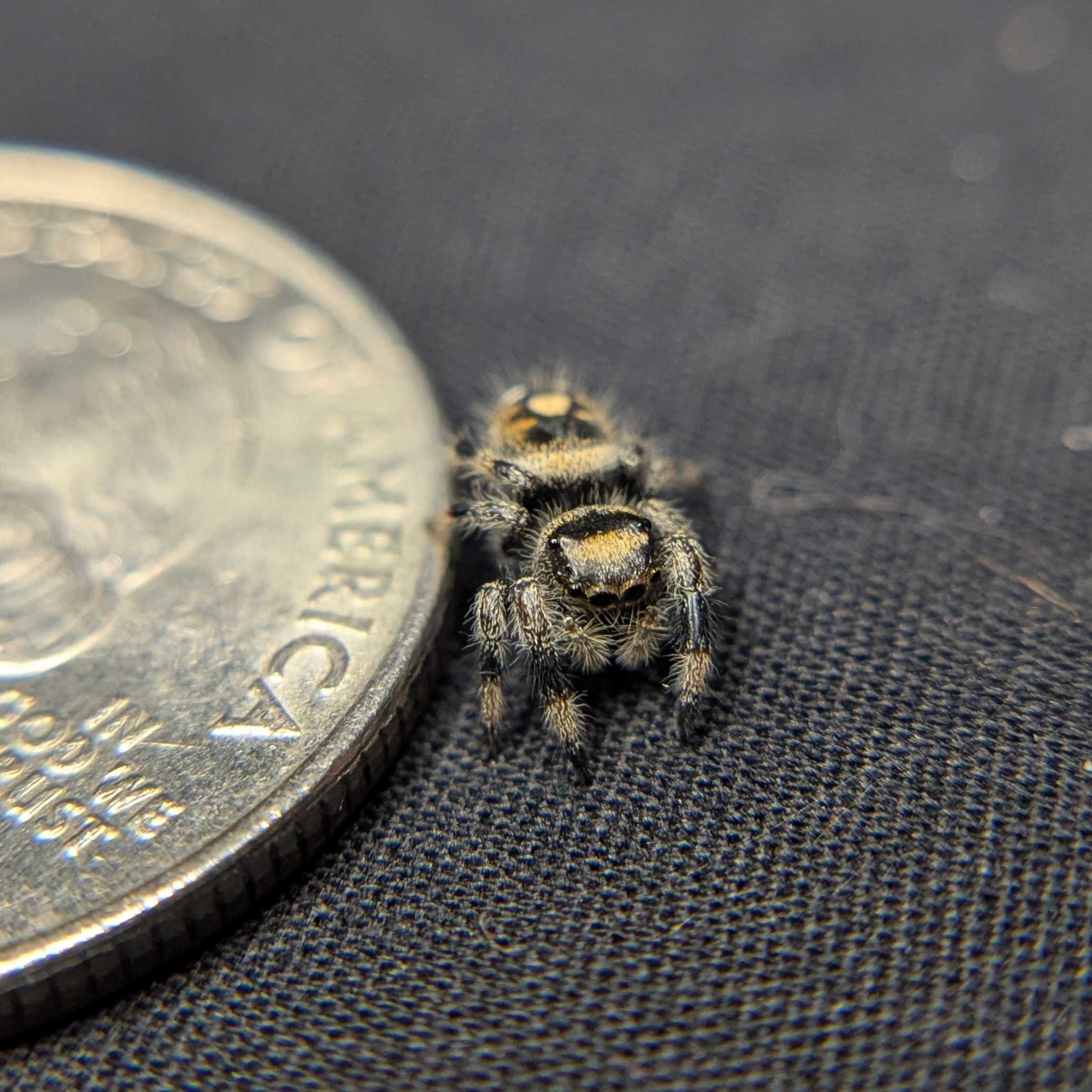 Regal Jumping Spider "Corn"