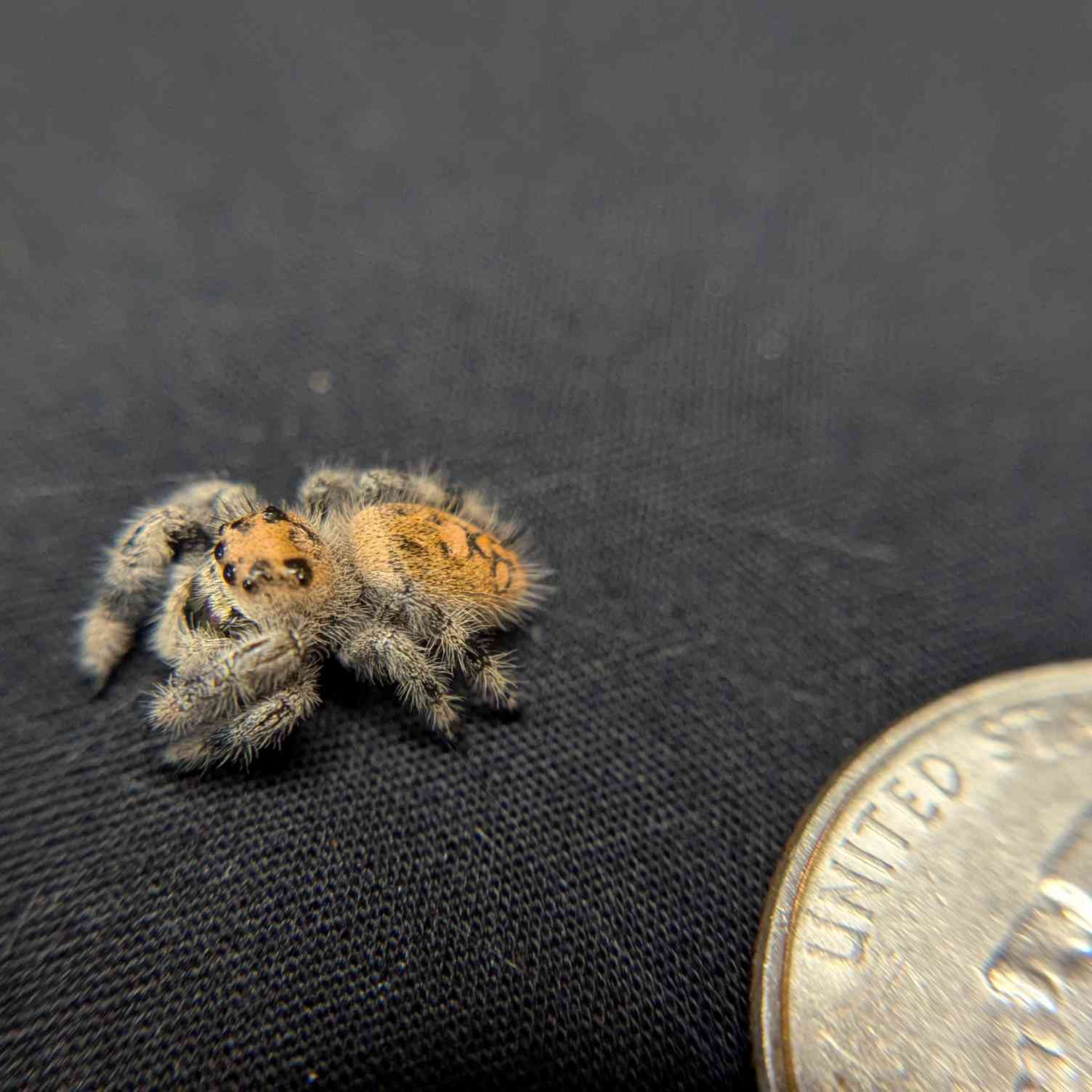 Regal Jumping Spider "Teddy"