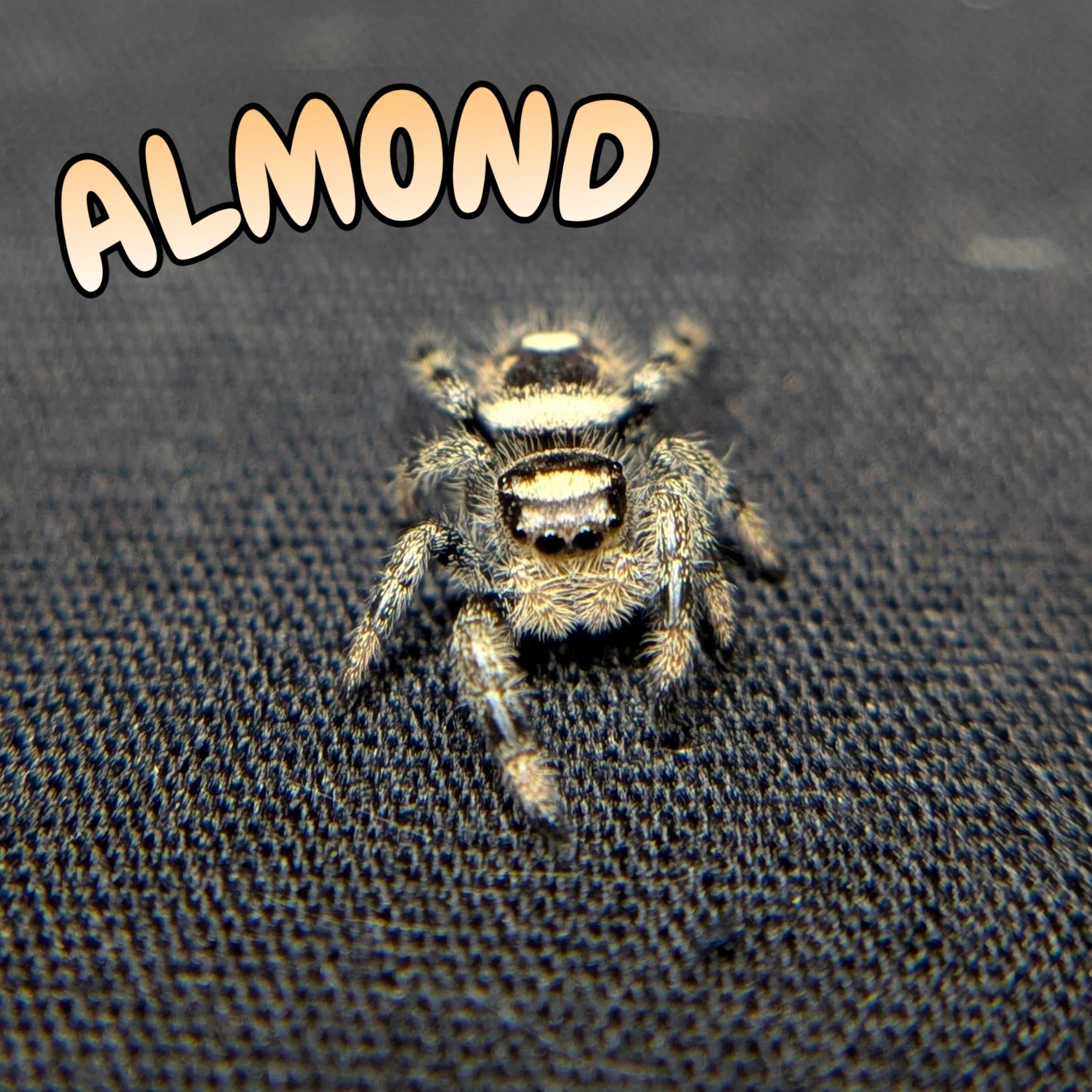 Regal Jumping Spider "Almond"