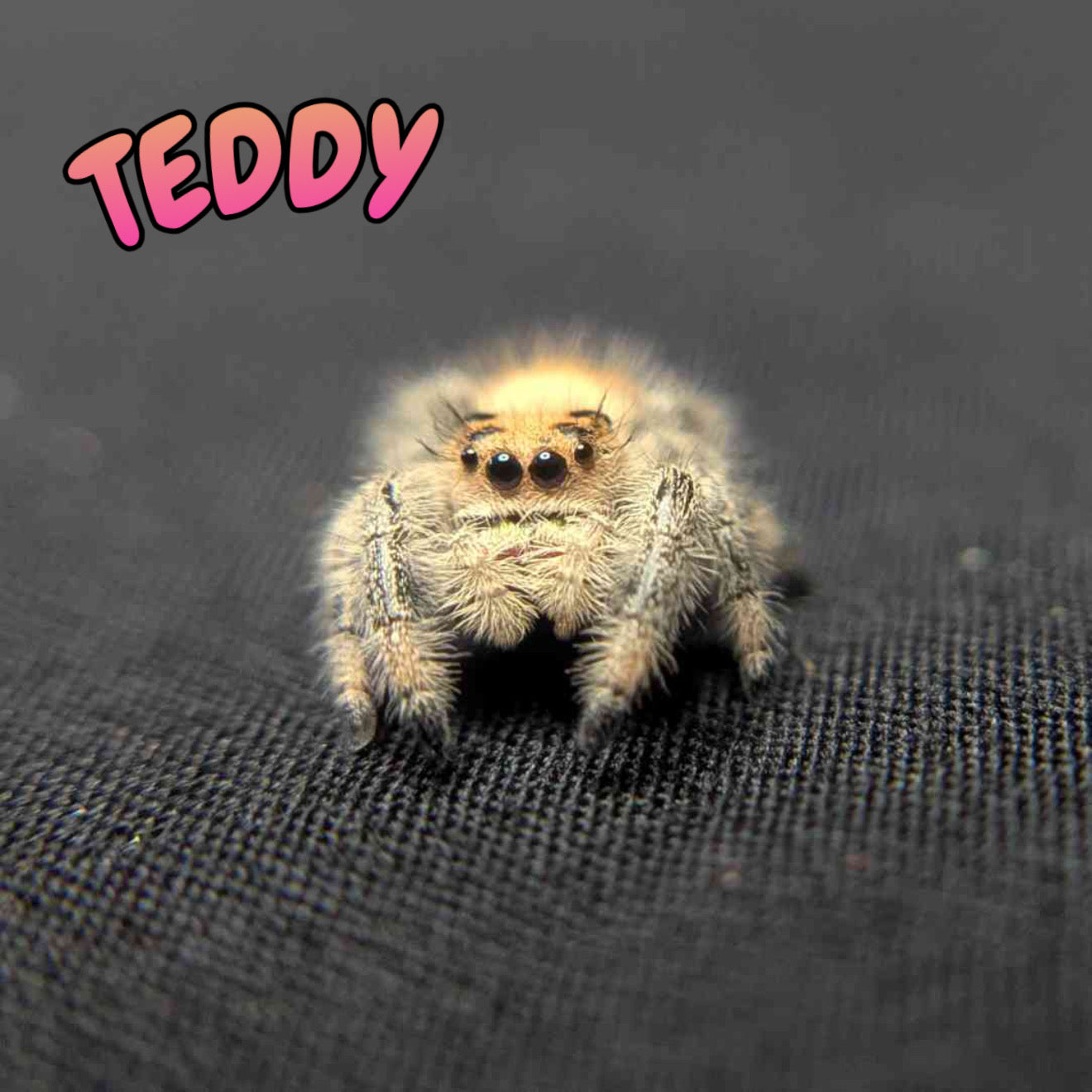 Regal Jumping Spider "Teddy"