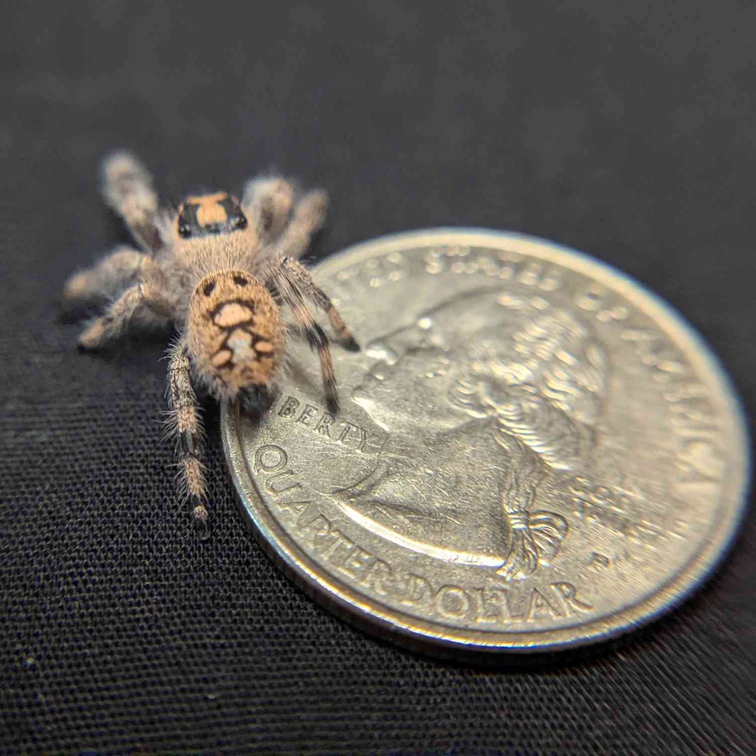 Regal Jumping Spider "Strawberry"
