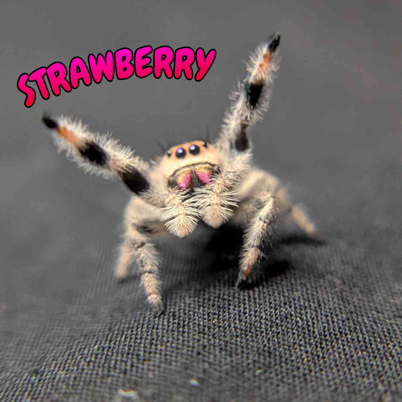 Regal Jumping Spider "Strawberry"
