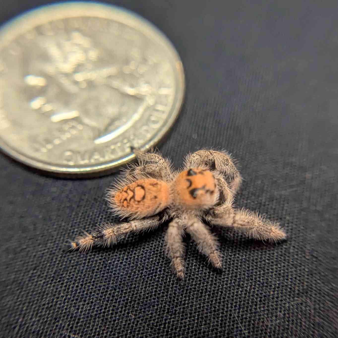 Regal Jumping Spider "Mulberry"