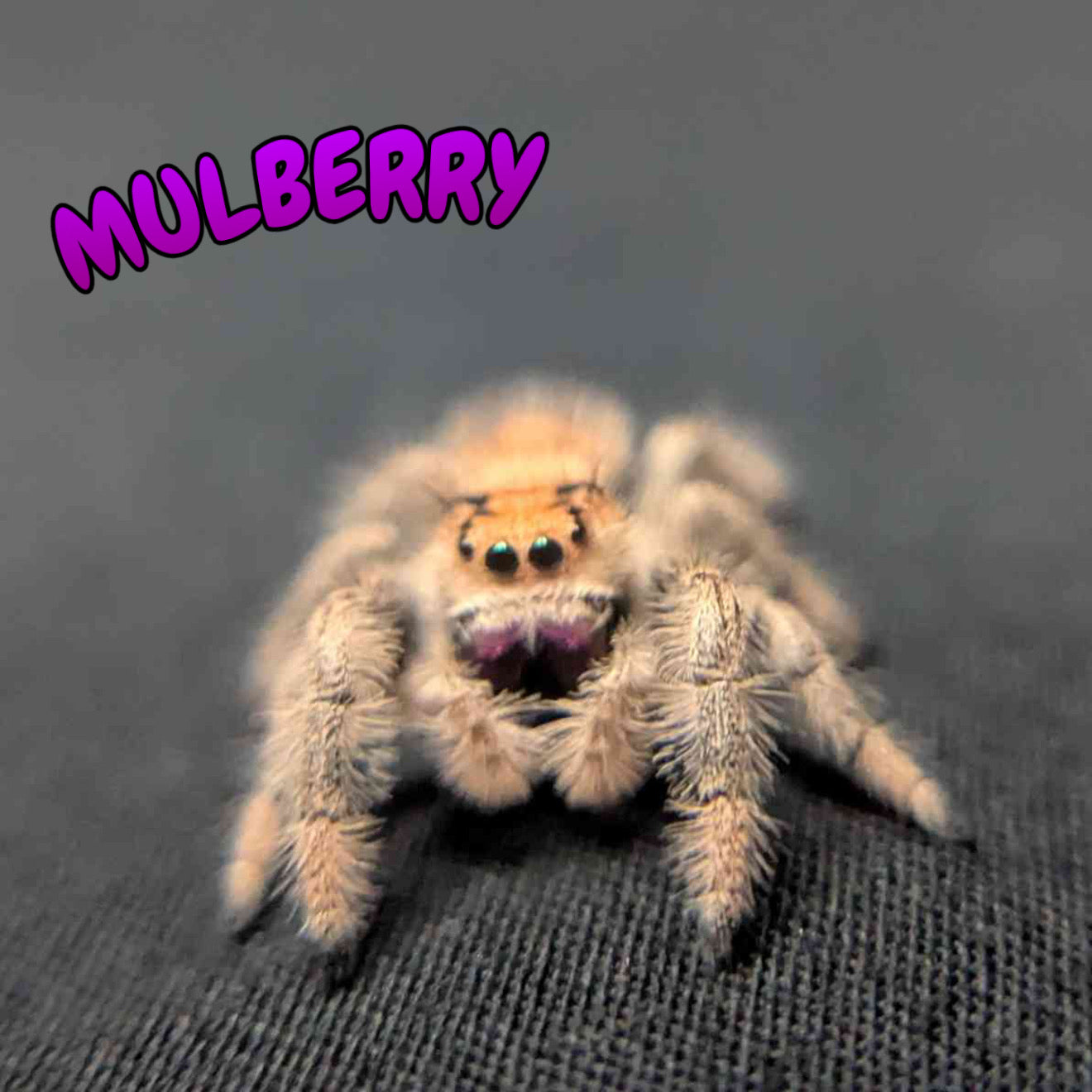 Regal Jumping Spider "Mulberry"