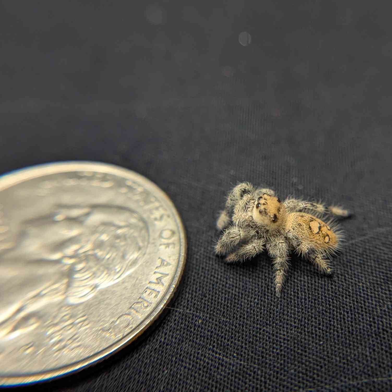 Regal Jumping Spider "Raisin"
