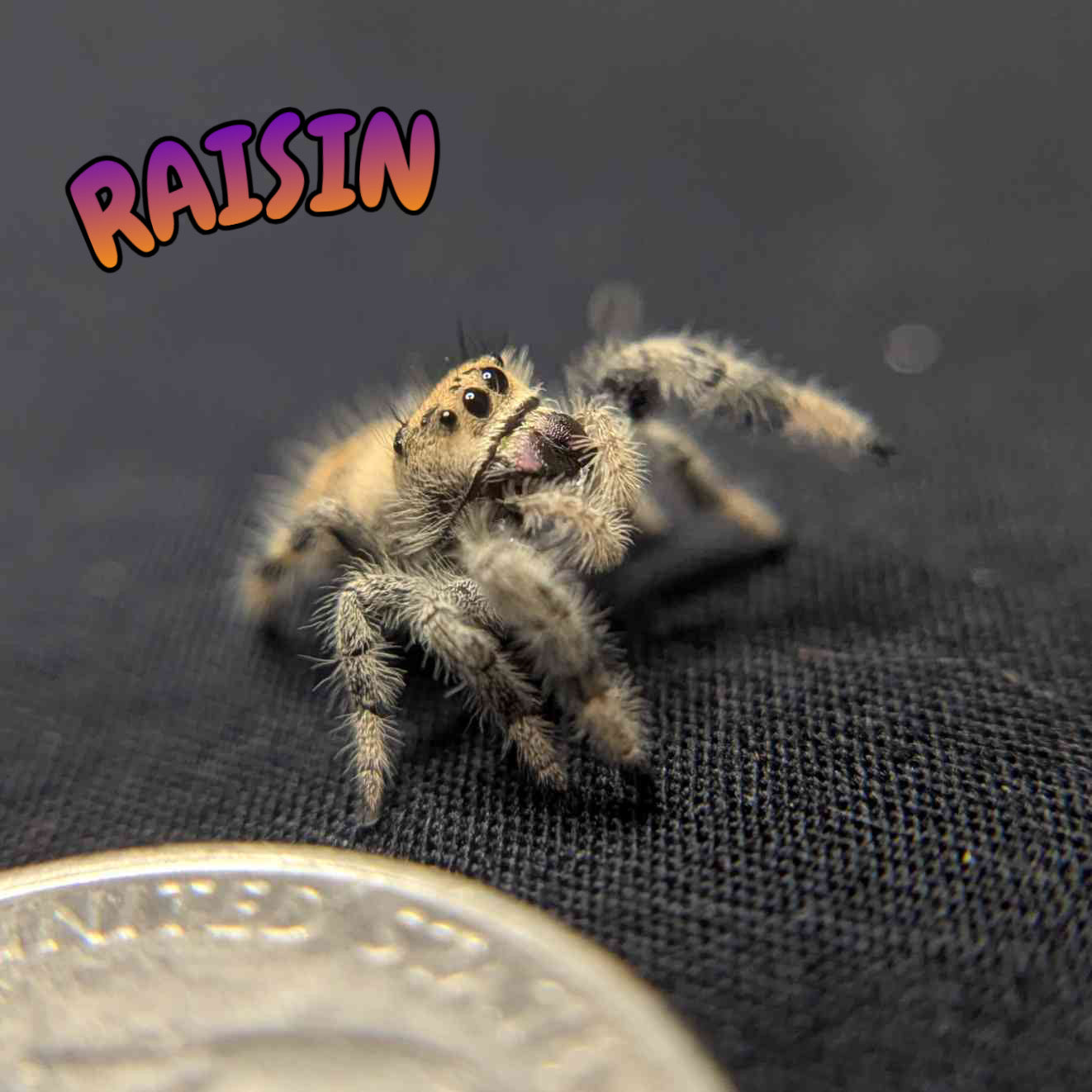 Regal Jumping Spider "Raisin"