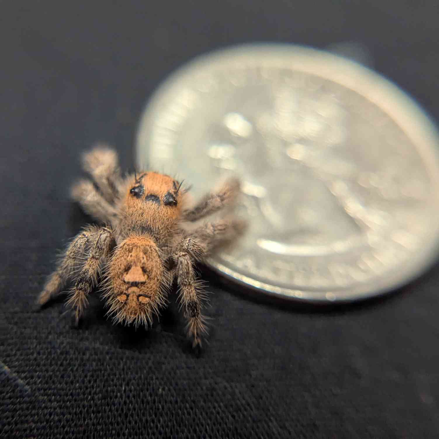 Regal Jumping Spider "Mira"