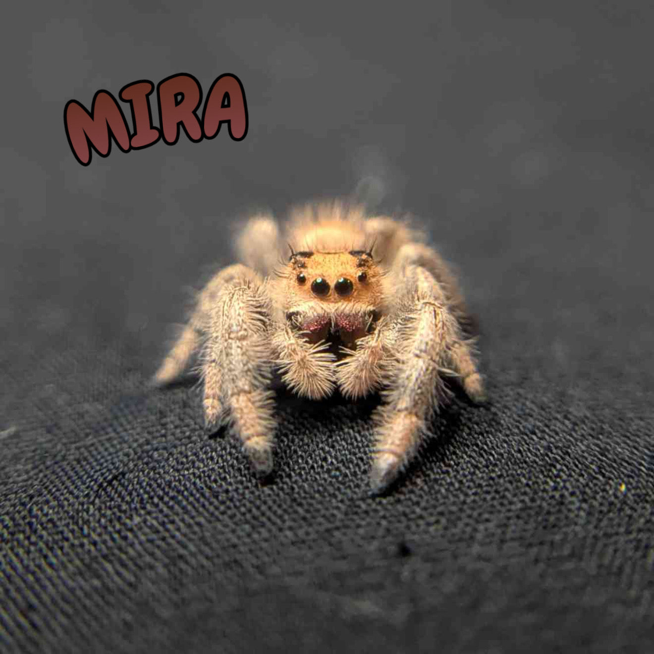 Regal Jumping Spider "Mira"
