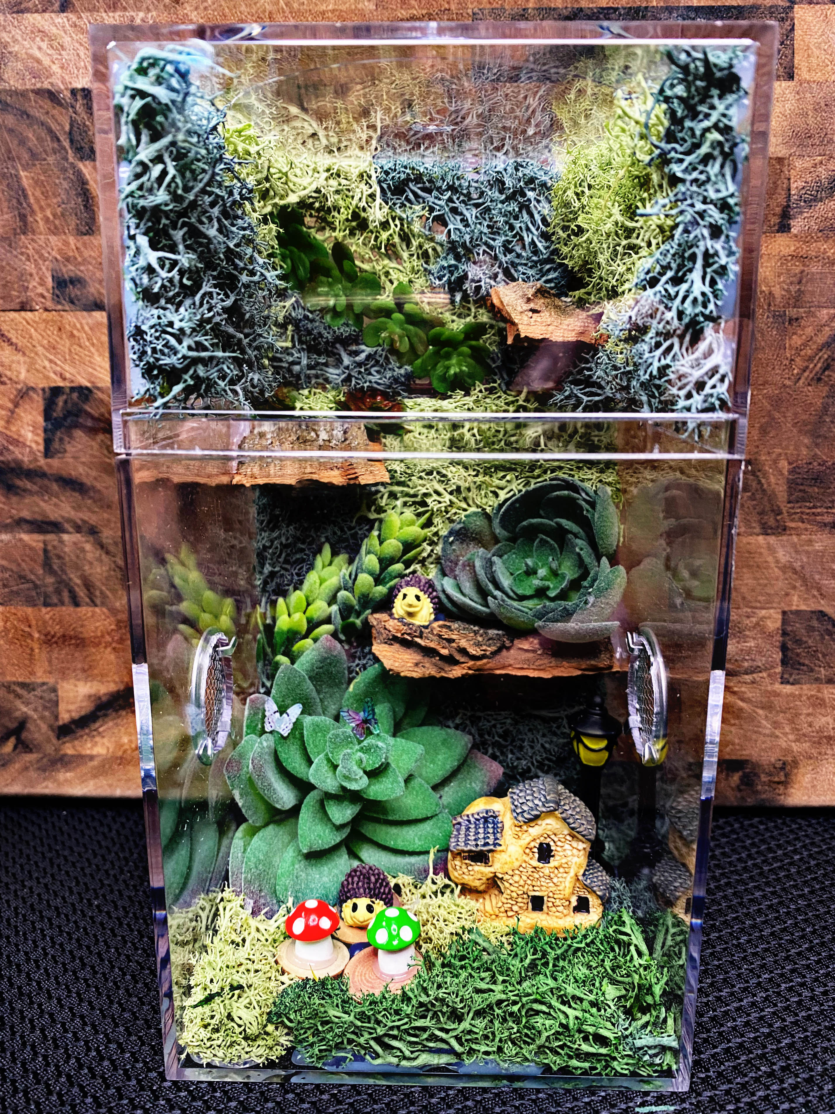Custom Jumping Spider Enclosure