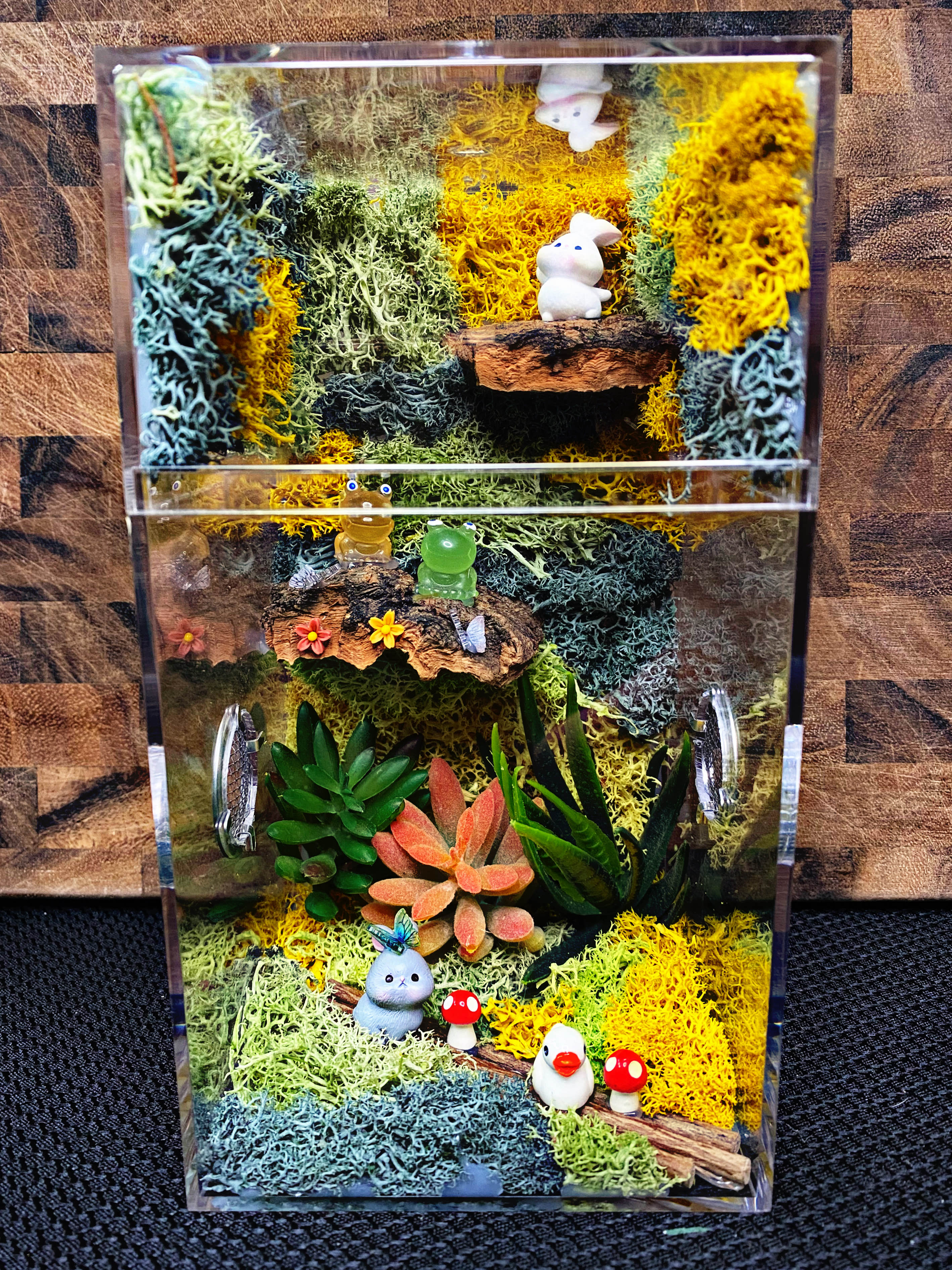 Custom Jumping Spider Enclosure