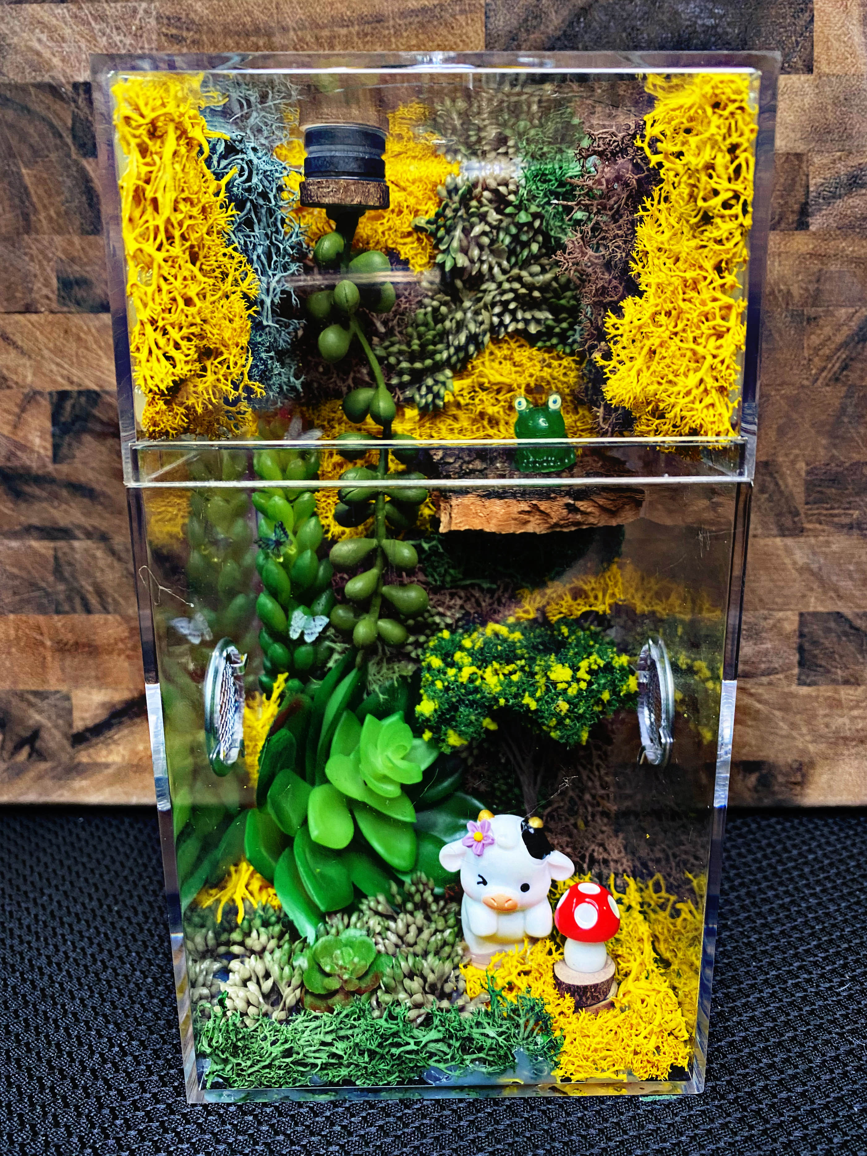 Custom Jumping Spider Enclosure