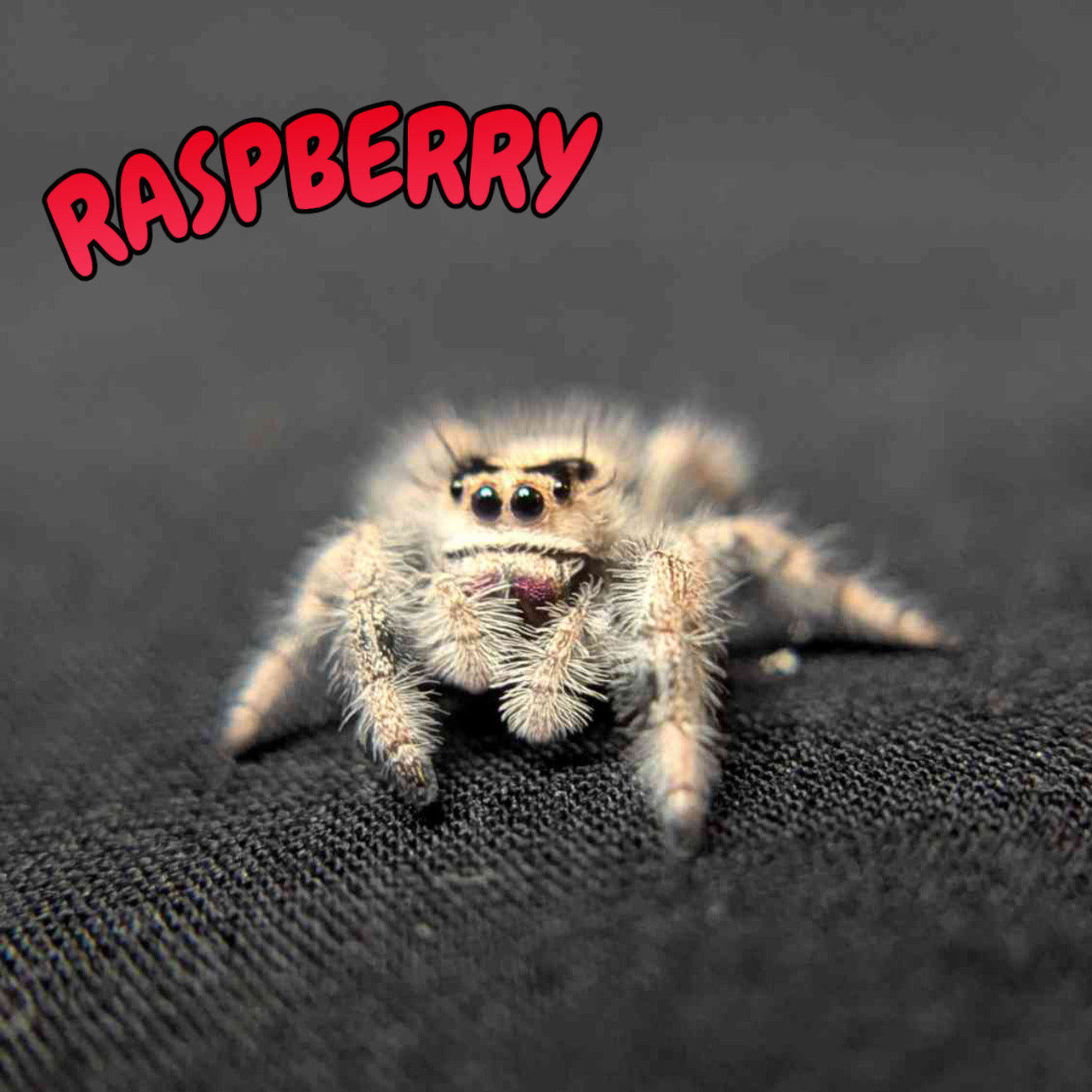 Regal Jumping Spider "Raspberry"