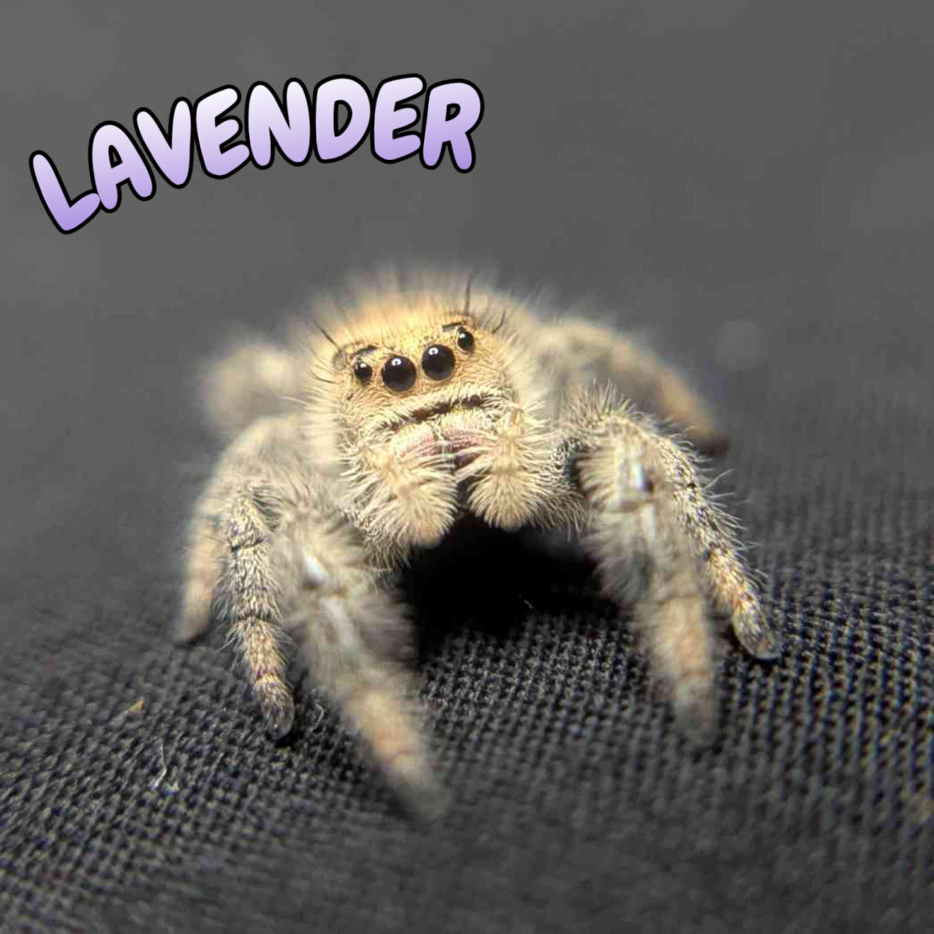 Regal Jumping Spider "Lavender"