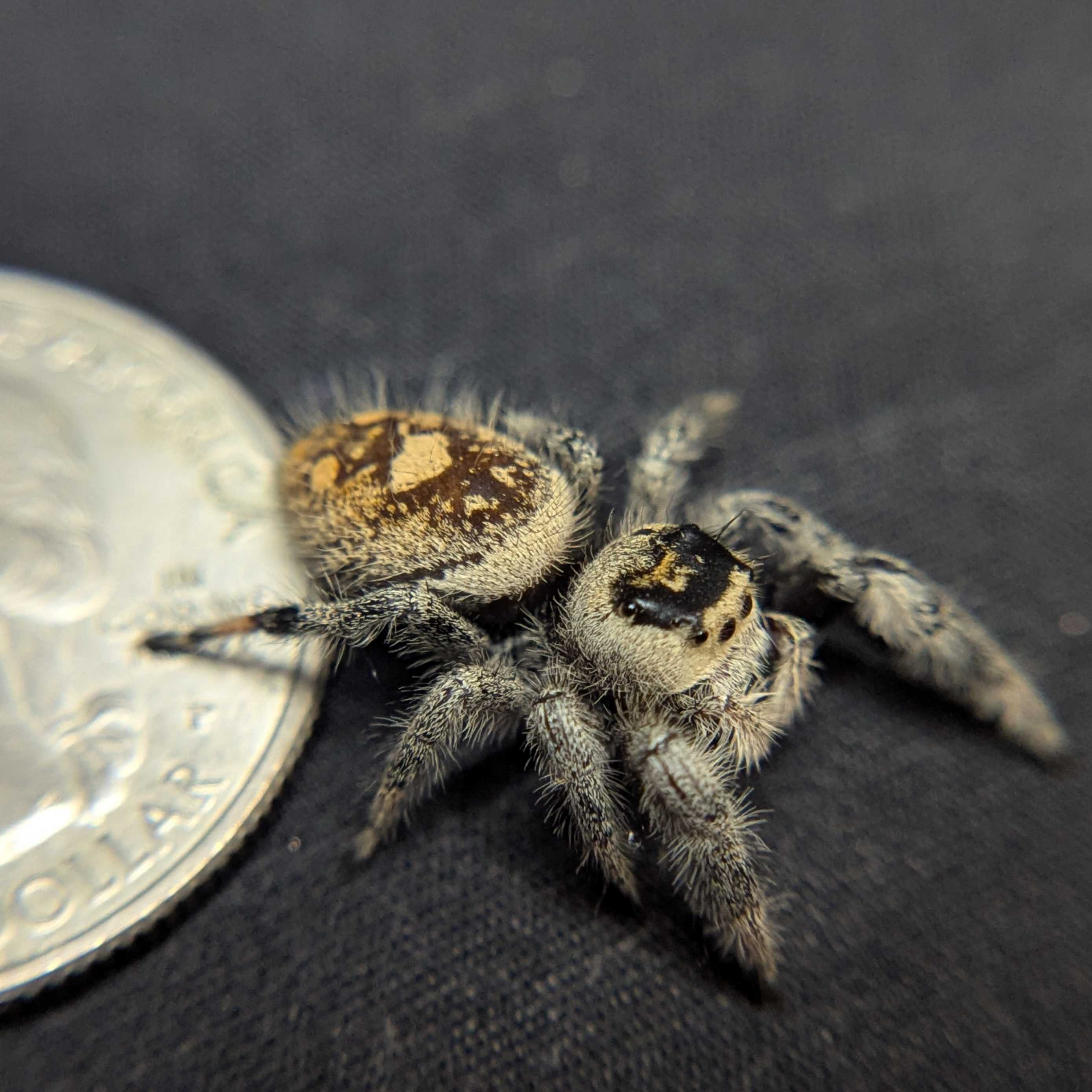 Regal Jumping Spider “Fern Spice”