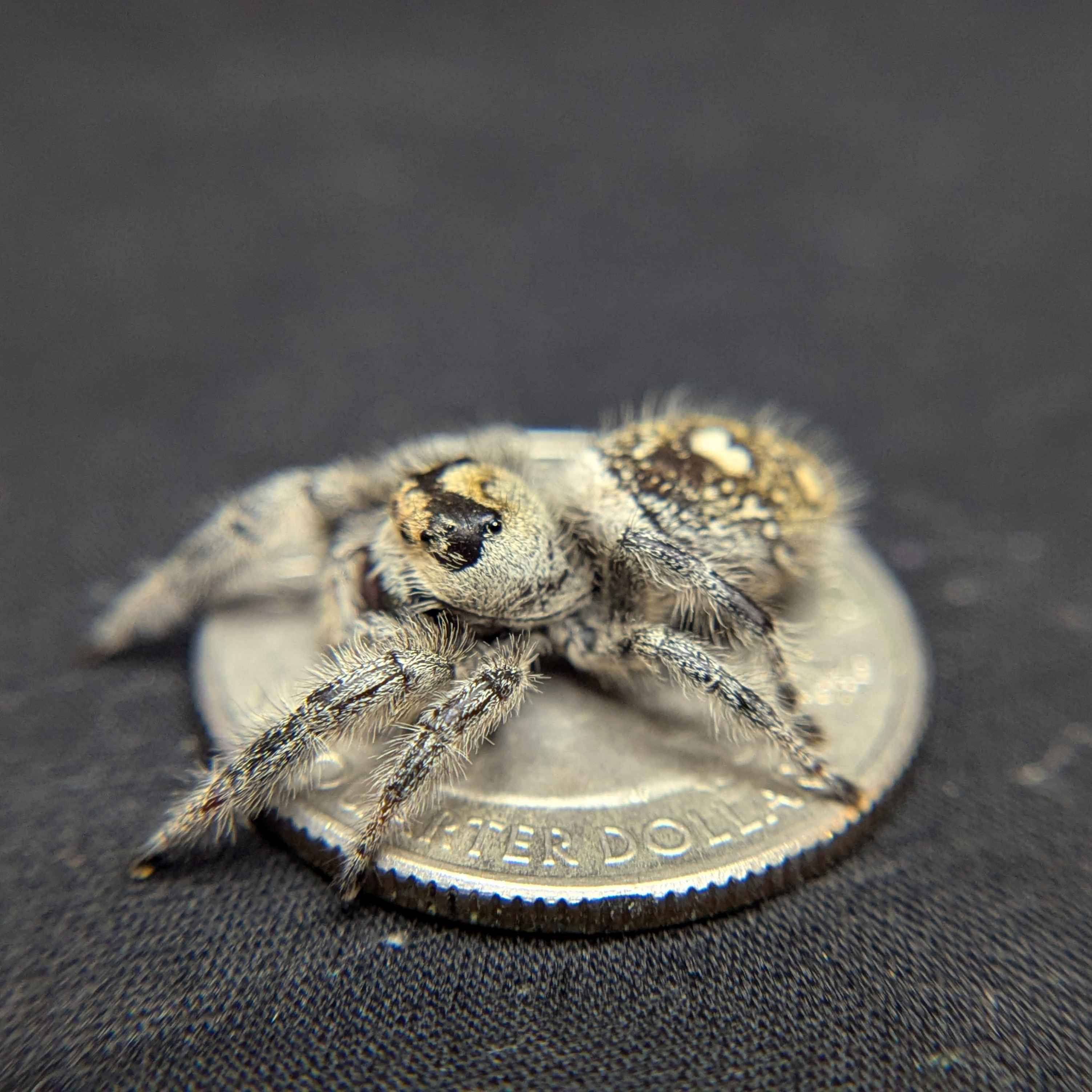 Regal Jumping Spider “Wheatly”