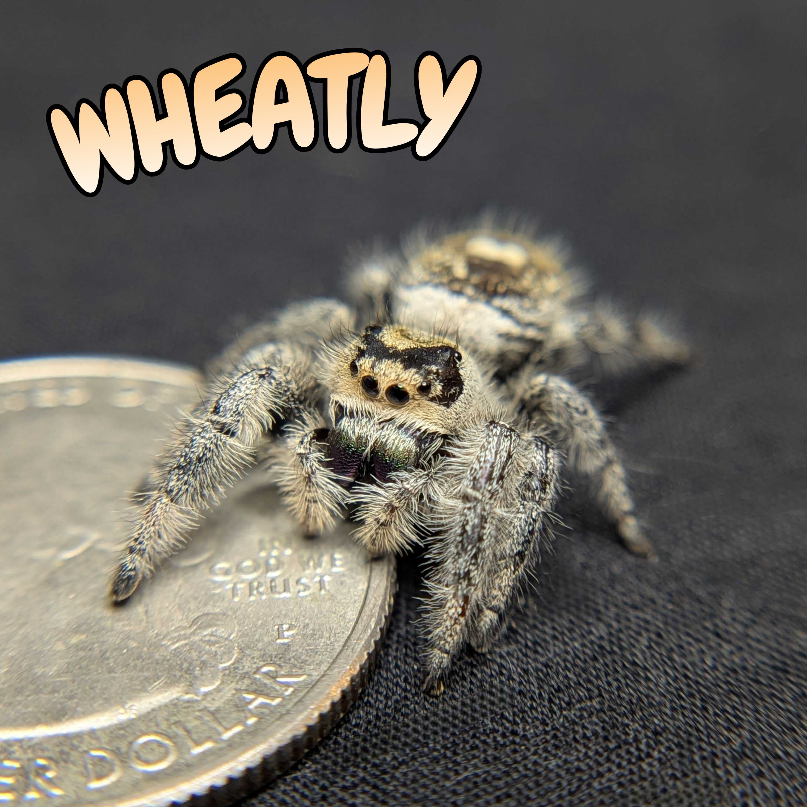 Regal Jumping Spider “Wheatly”