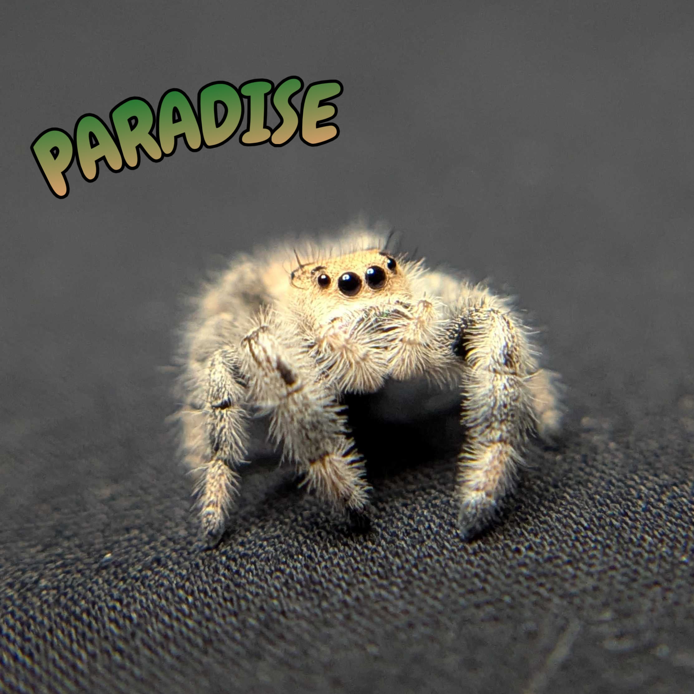 Regal Jumping Spider "Paradise"
