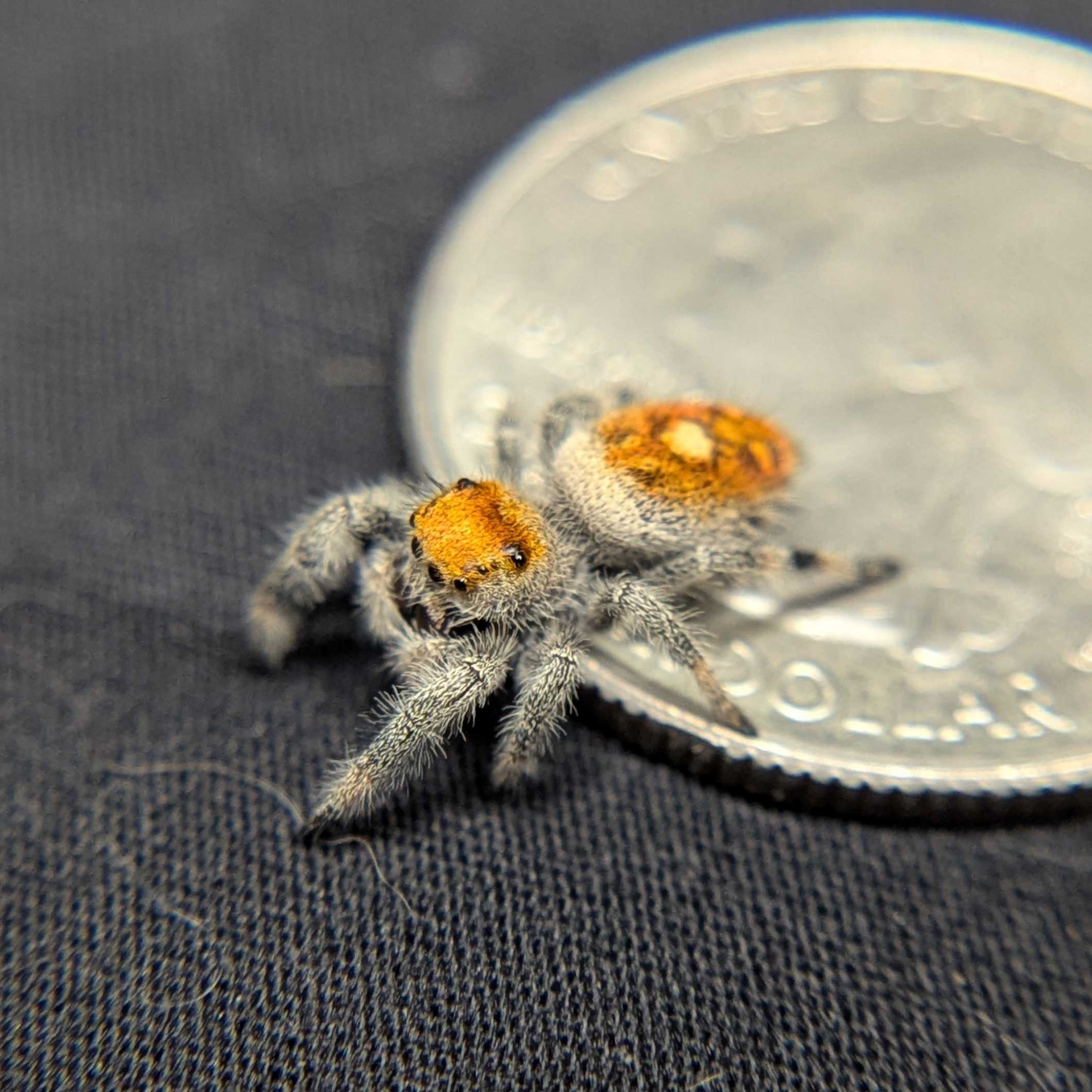 Regal Jumping Spider “Cider Grove”