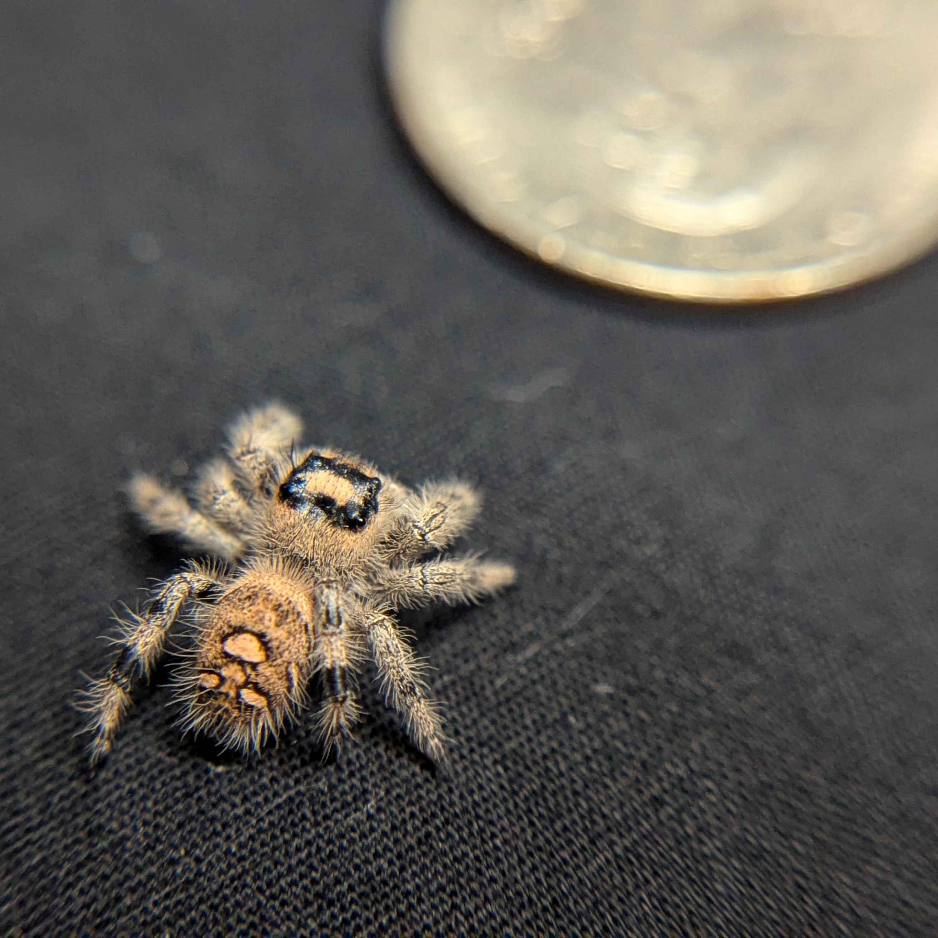 Regal Jumping Spider “Amberlyn”