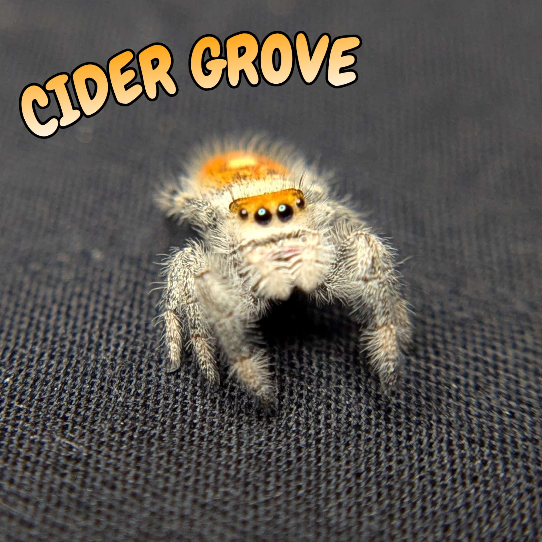 Regal Jumping Spider “Cider Grove”
