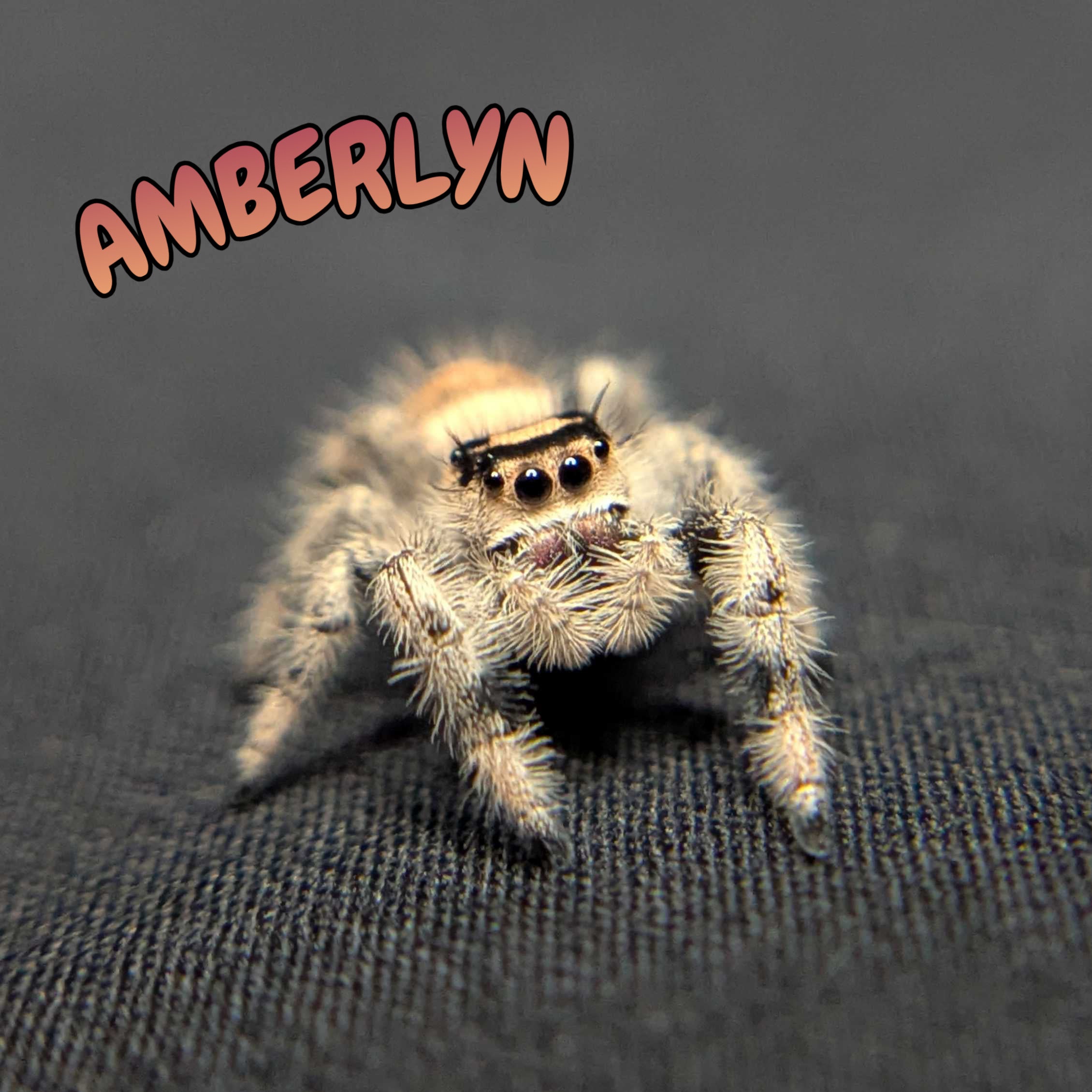 Regal Jumping Spider “Amberlyn”