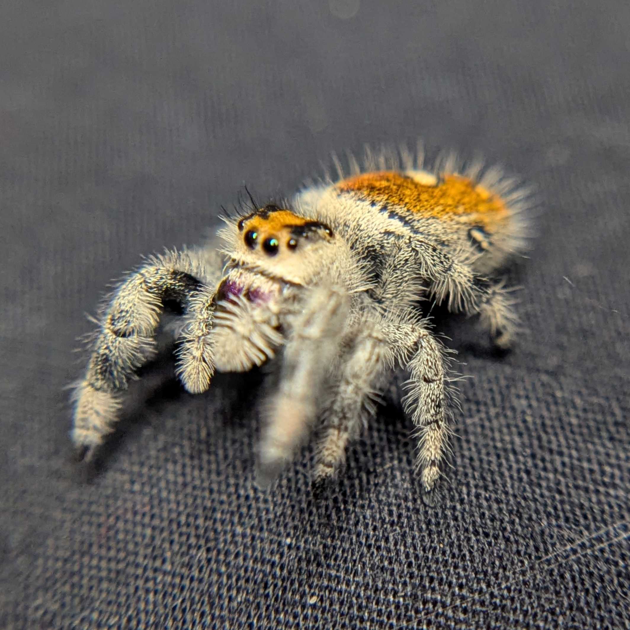 Regal Jumping Spider “Blackberry Pie”