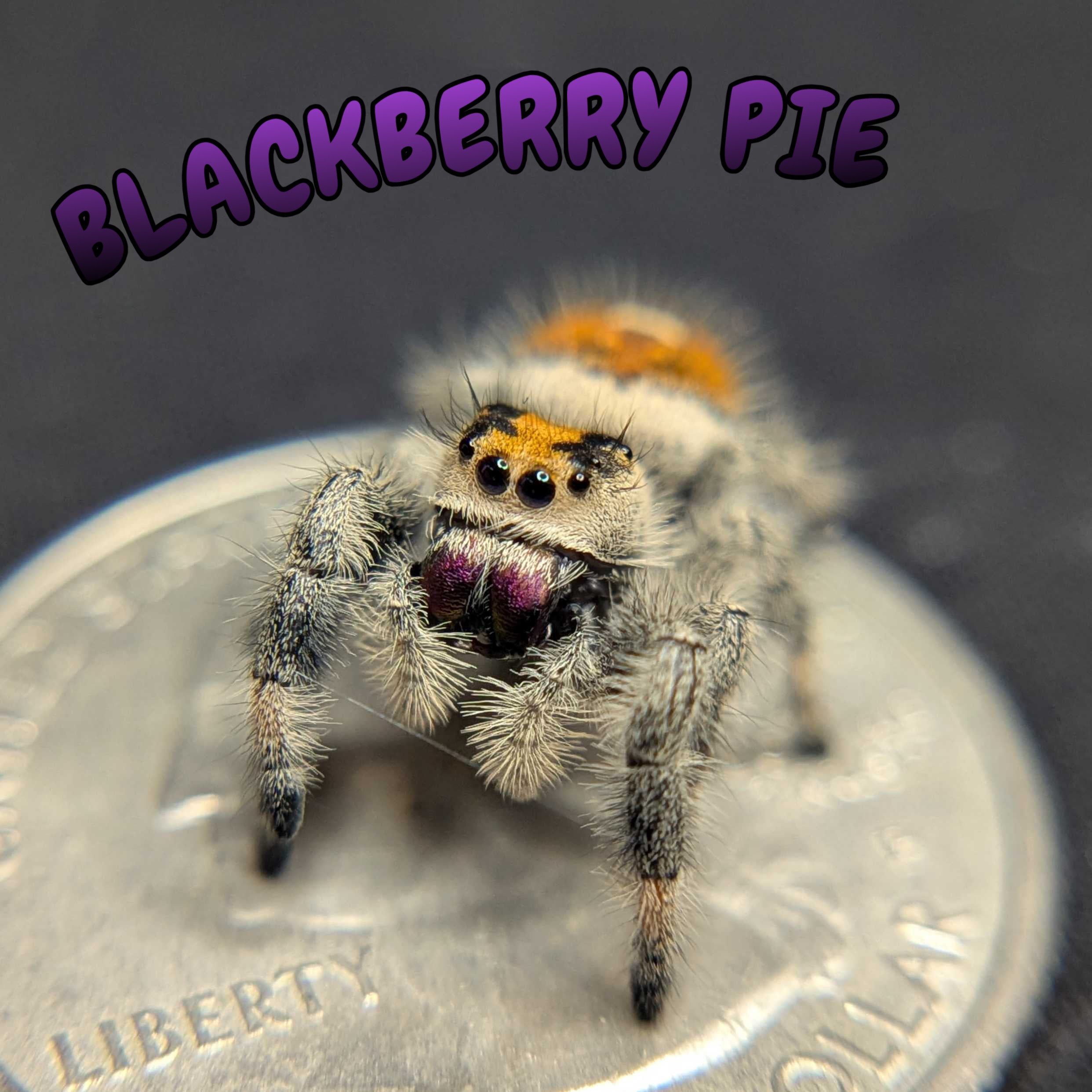 Regal Jumping Spider “Blackberry Pie”