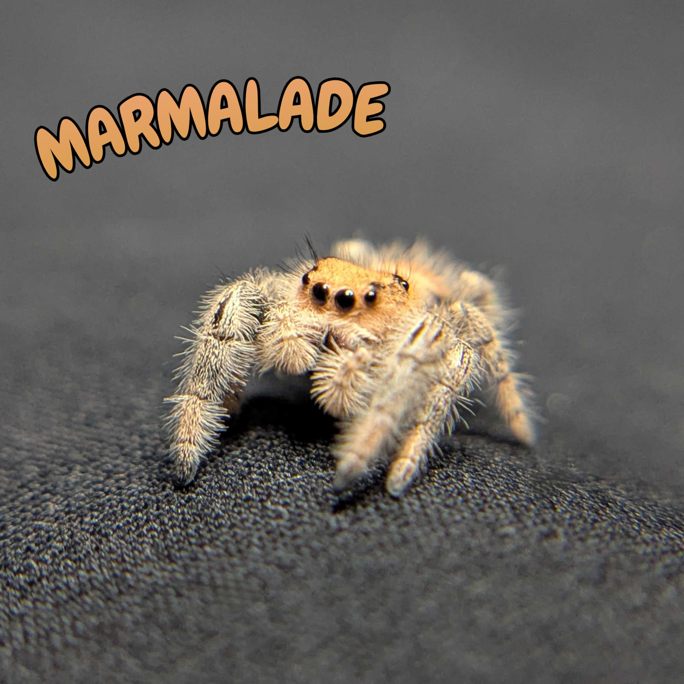 Regal Jumping Spider "Marmalade"