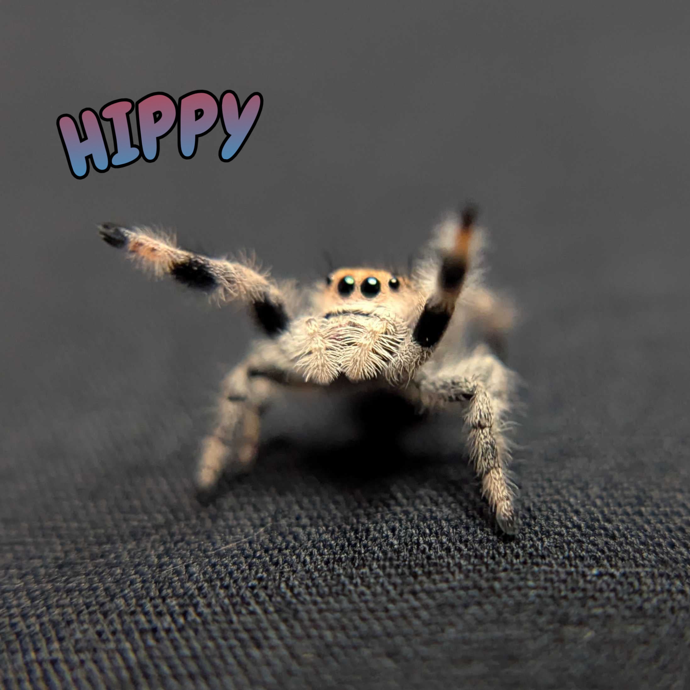 Regal Jumping Spider "Hippy"