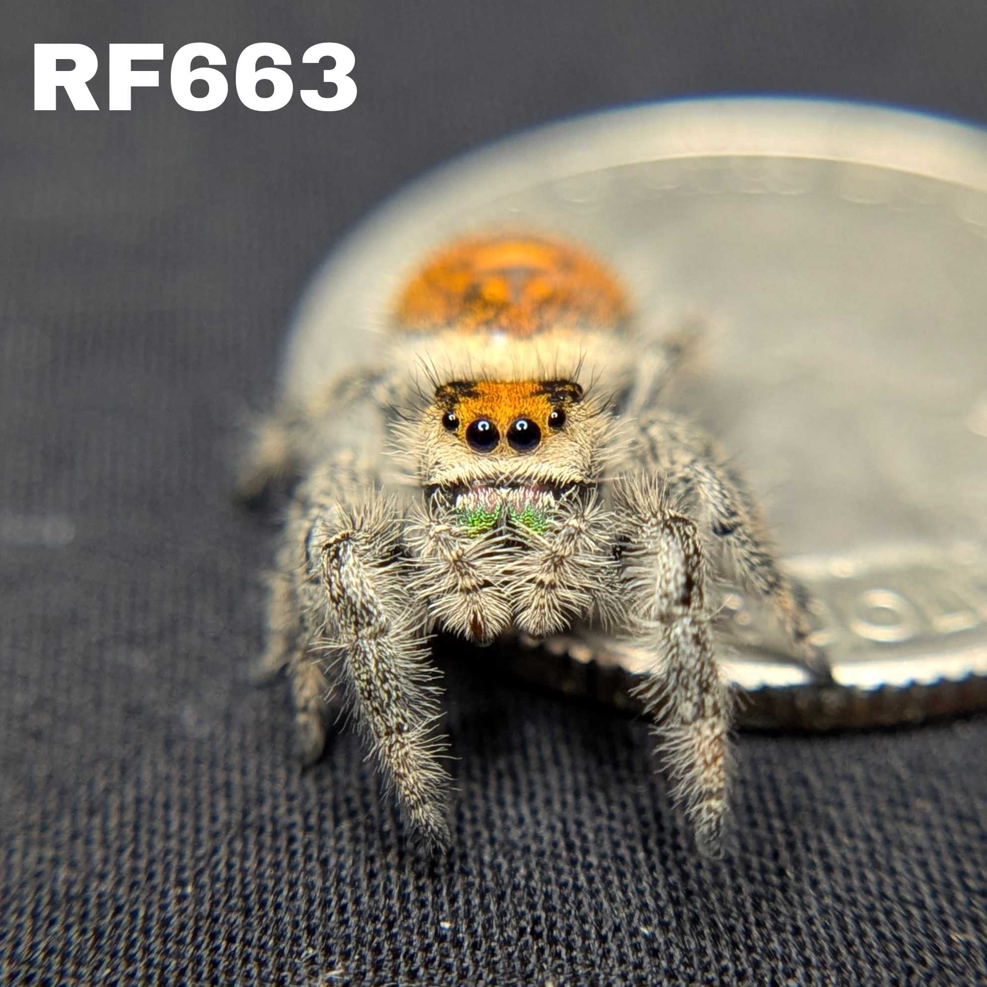 Regal Jumping Spider “Harvest Fern”